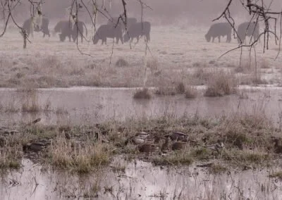 Photo Credit-Mendocino County Resource Conservation District