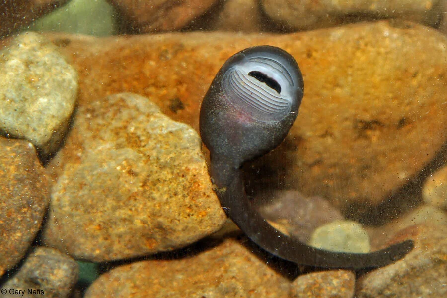 Most tadpoles have mouths at the front of the head, but the mouth of a Coastal Tailed Frog tadpole is underneath the head, which is flattened. The mouth position and head shape, along with specialized folds that create suction, help a tadpole cling …