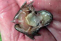 Adult male Coastal Tailed Frog showing his tail-like copulatory organ. This organ, an extension of the cloaca, is used to transfer sperm into the female's cloaca during amplexus. She then holds the fertilized eggs for 9 or 10 months when she swims u…