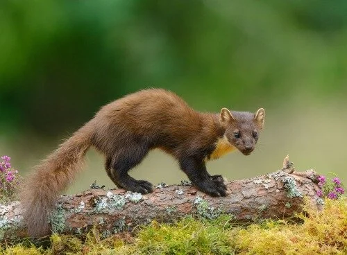 Pine Martin photo by Phil Johnston