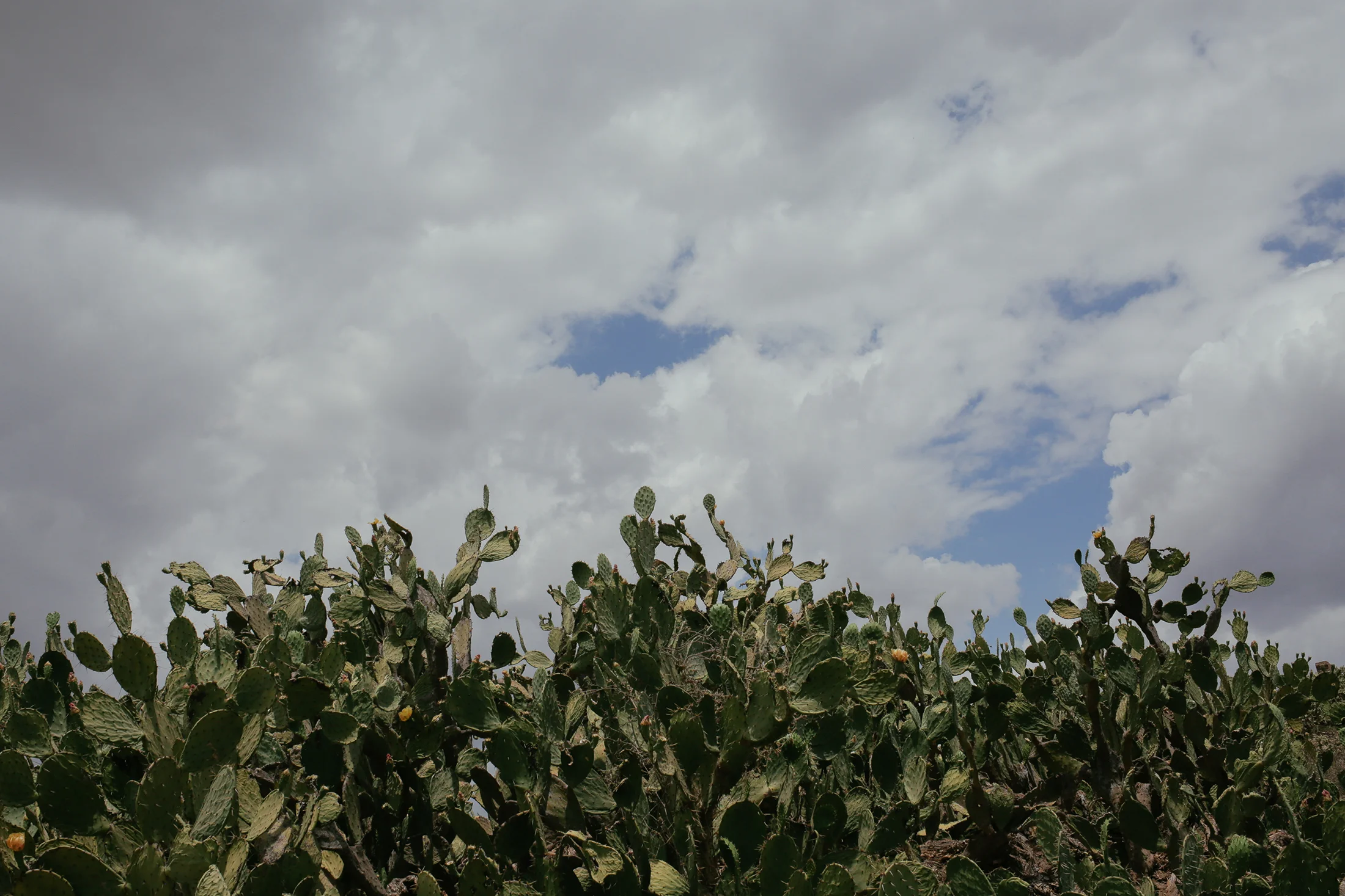 sonora_022.jpg
