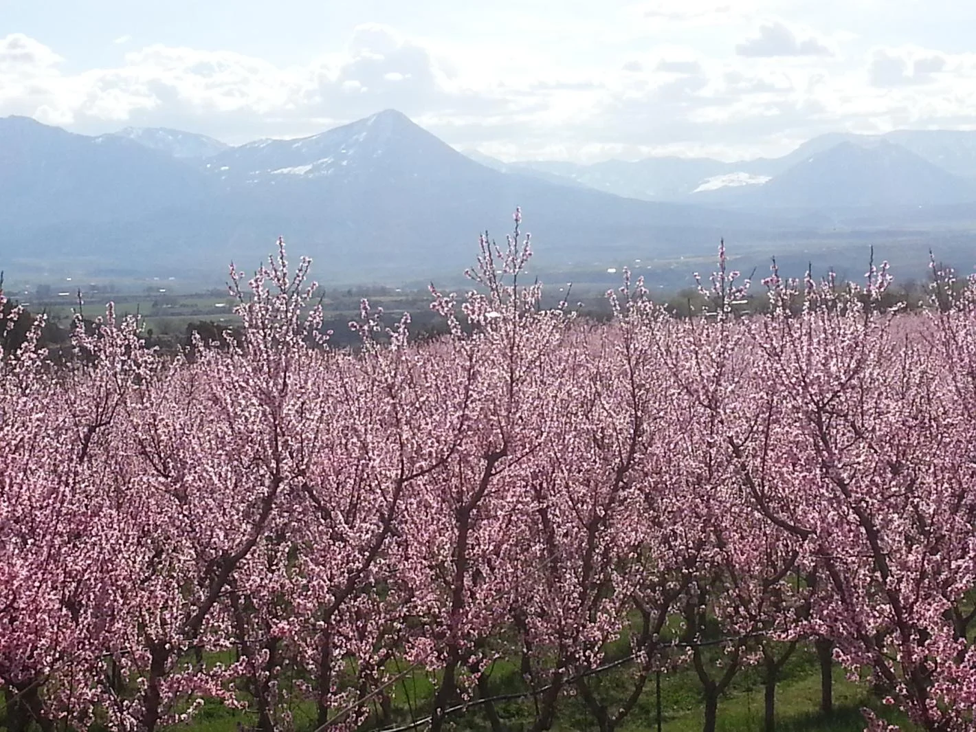 Osito Orchard
