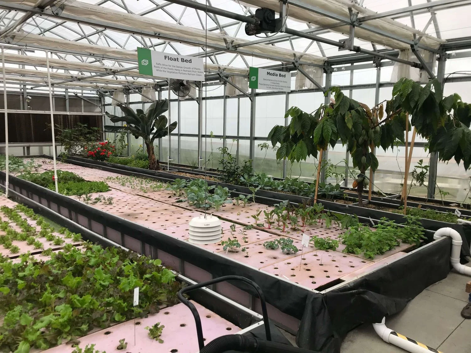 greenhouse.jpeg