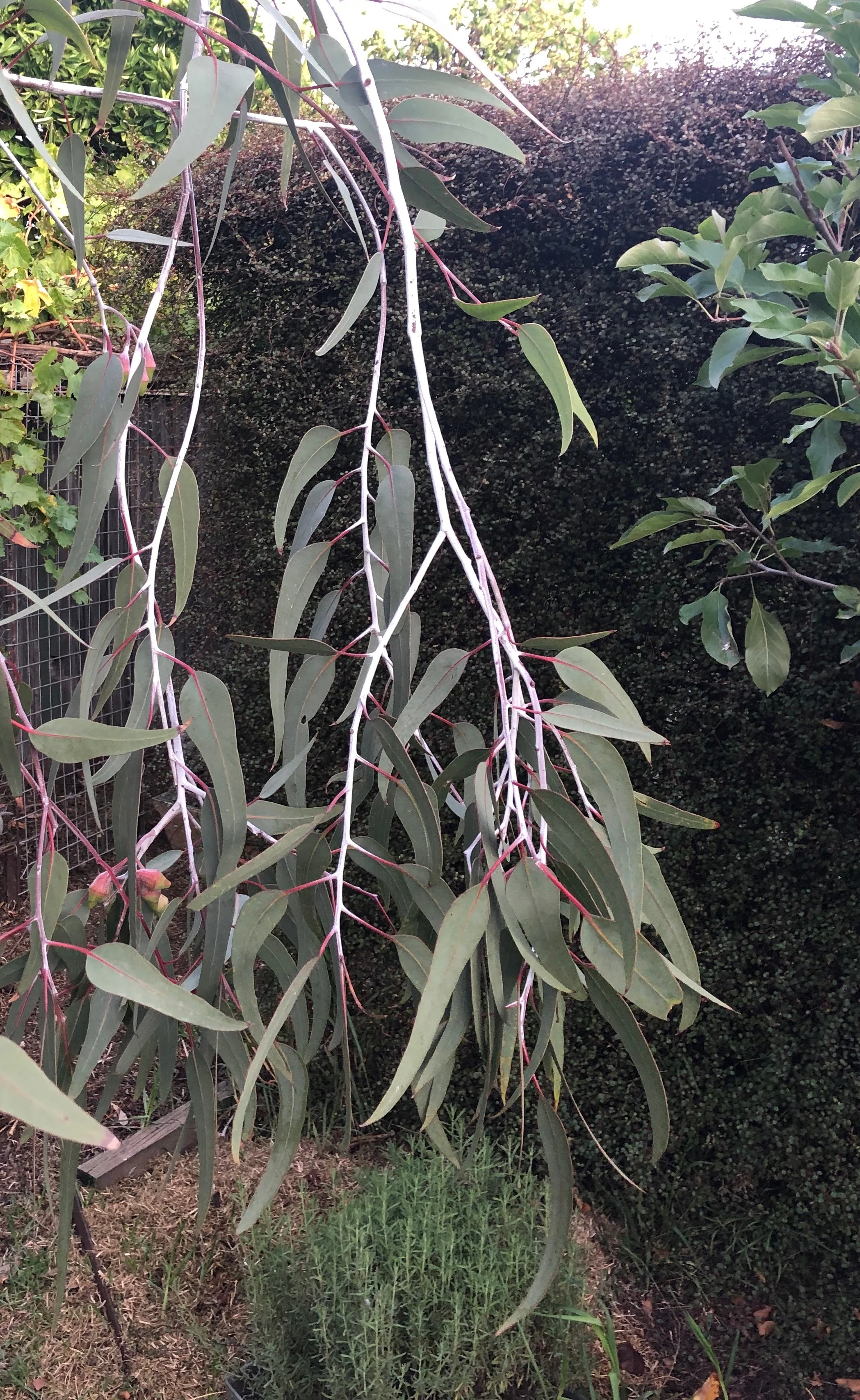 Princess Screen Leaves