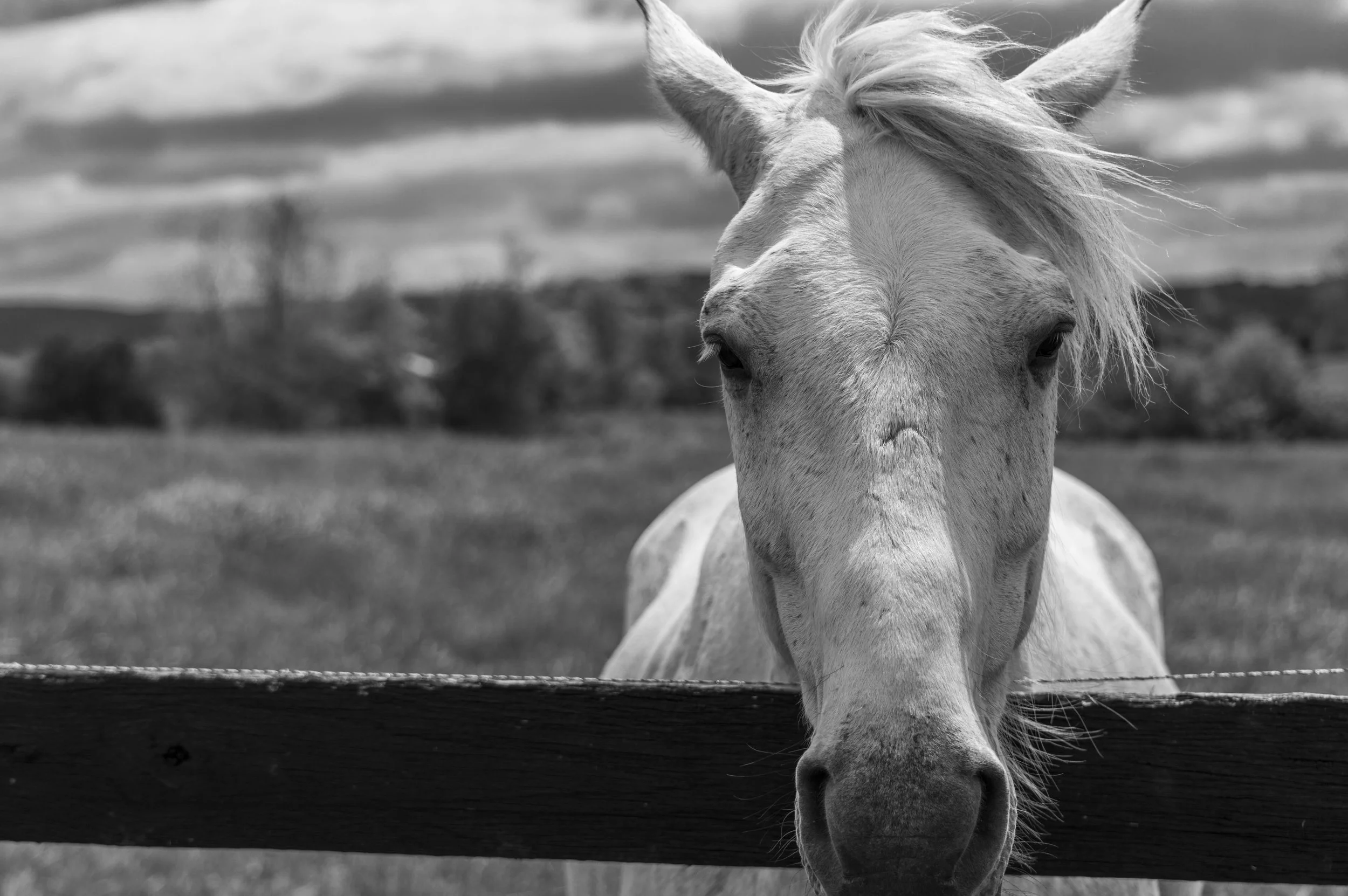 Horse -1.jpg