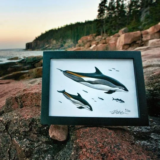 Atlantic White-Sided Dolphin [Print]