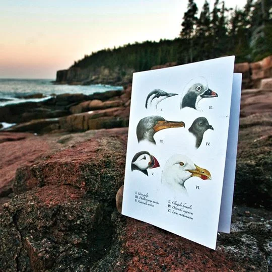 Gulf of Maine Seabirds Greeting Cards [Pack of 5]
