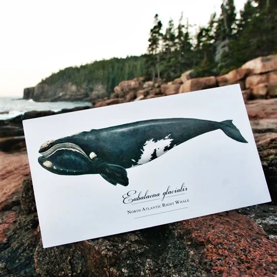 North Atlantic Right Whale [Postcard/Print]