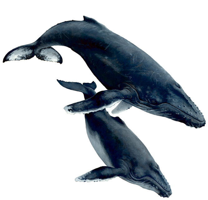 Humpback.png