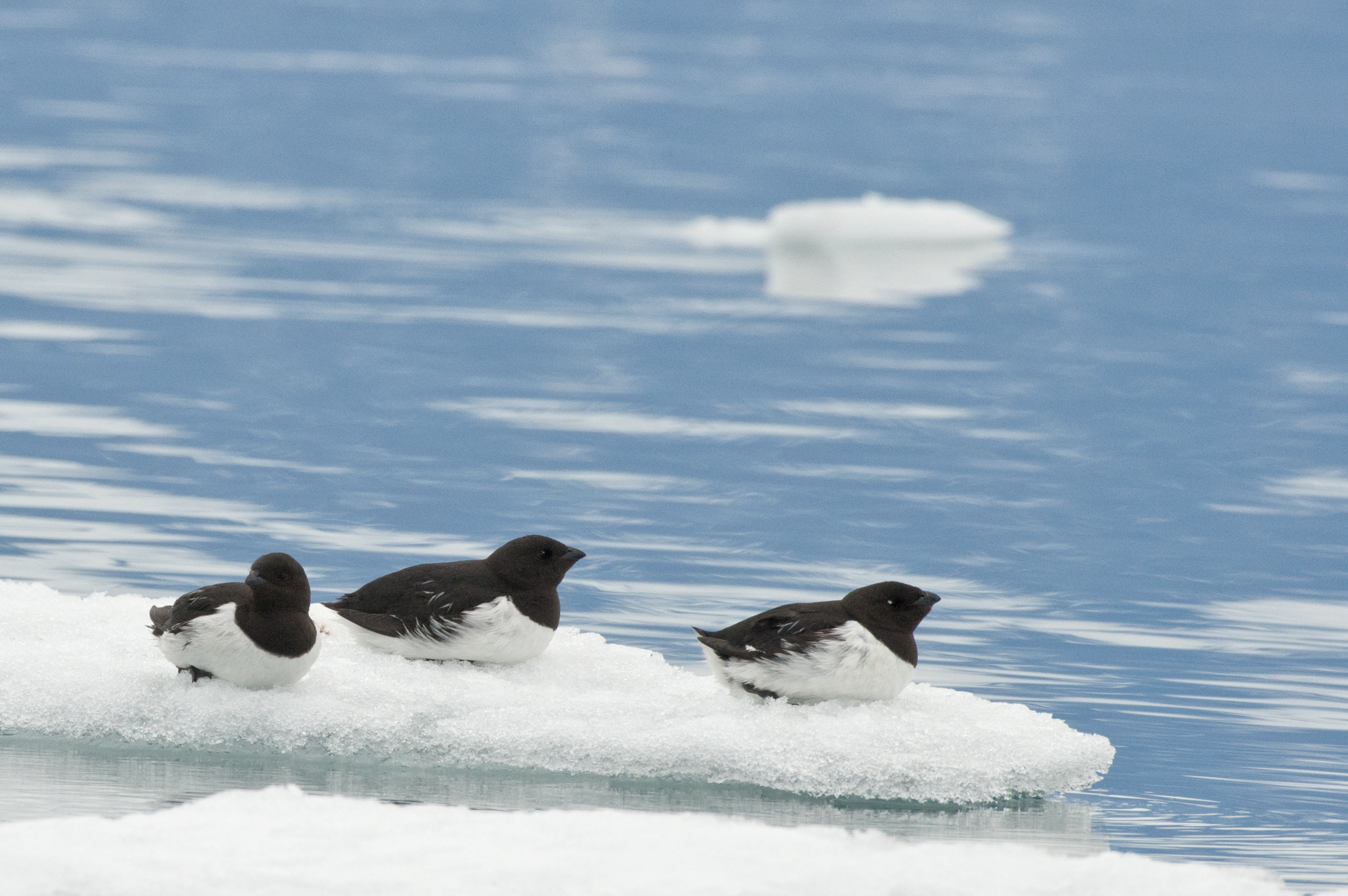 Dovekie (Little Auk) Scoresby Sund