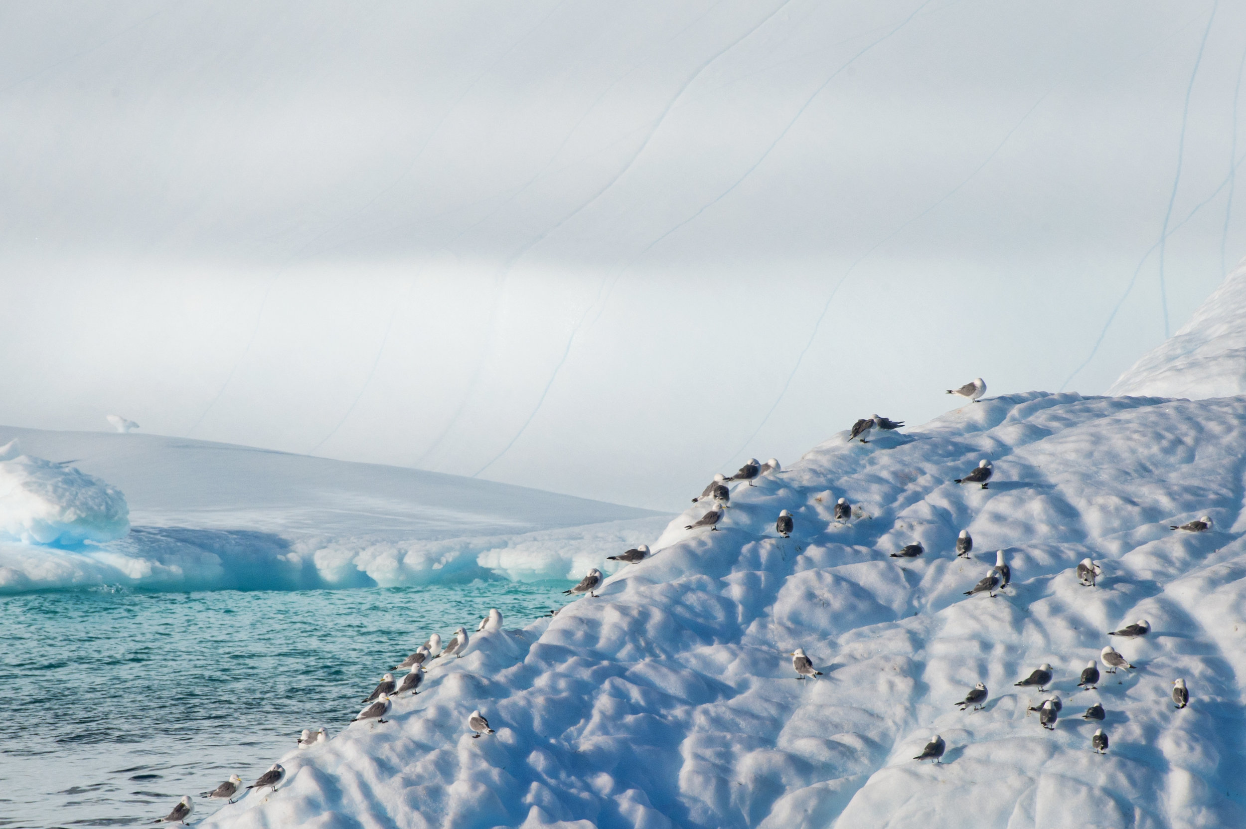 Kittiwakes on Iceberg