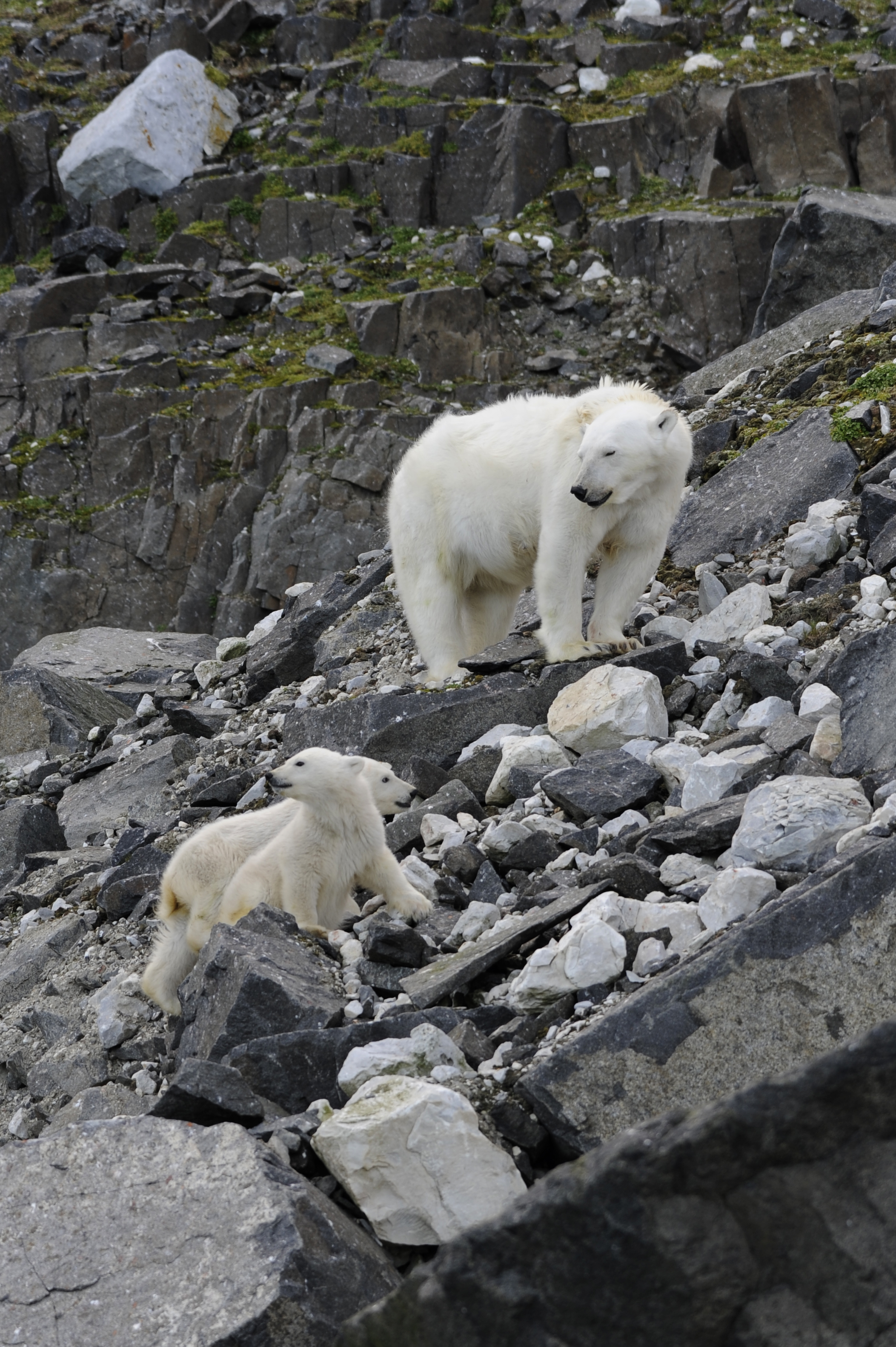 Polar Bear Mom & Cubs — Alkefjellet, Svalbard