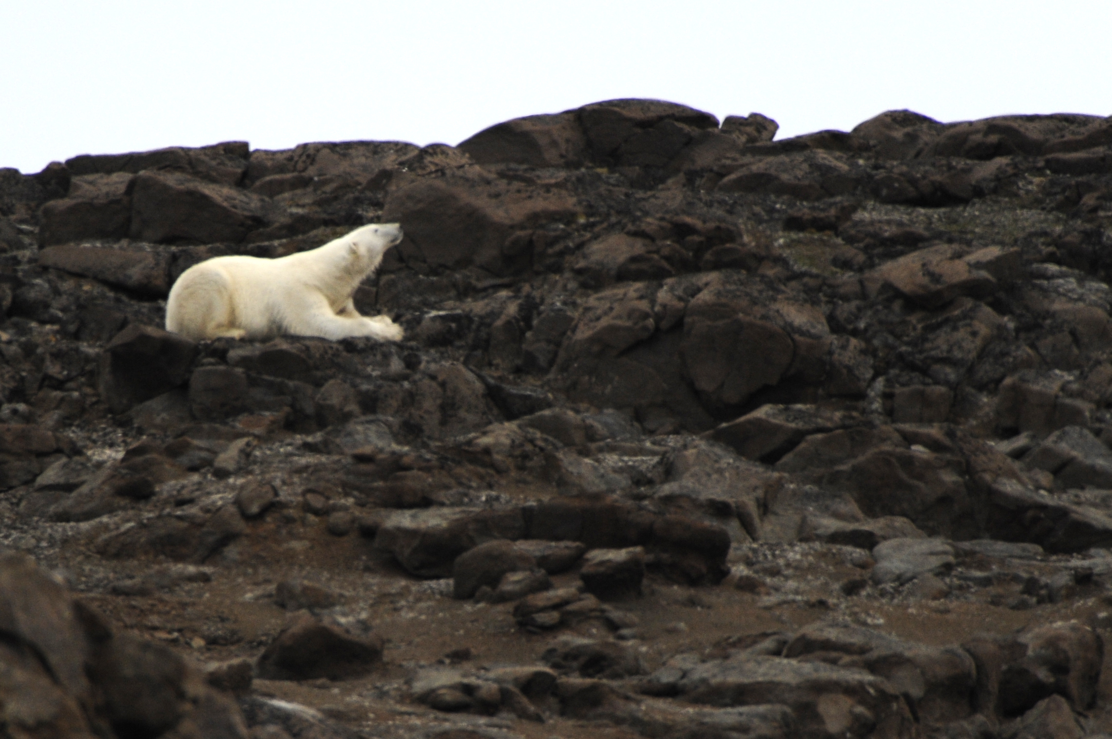 Polar Bear — Bjorn Øya