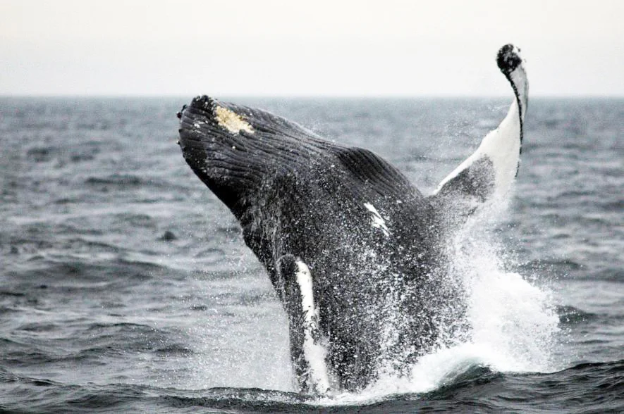 Breaching Humpback Stellwagen.jpeg