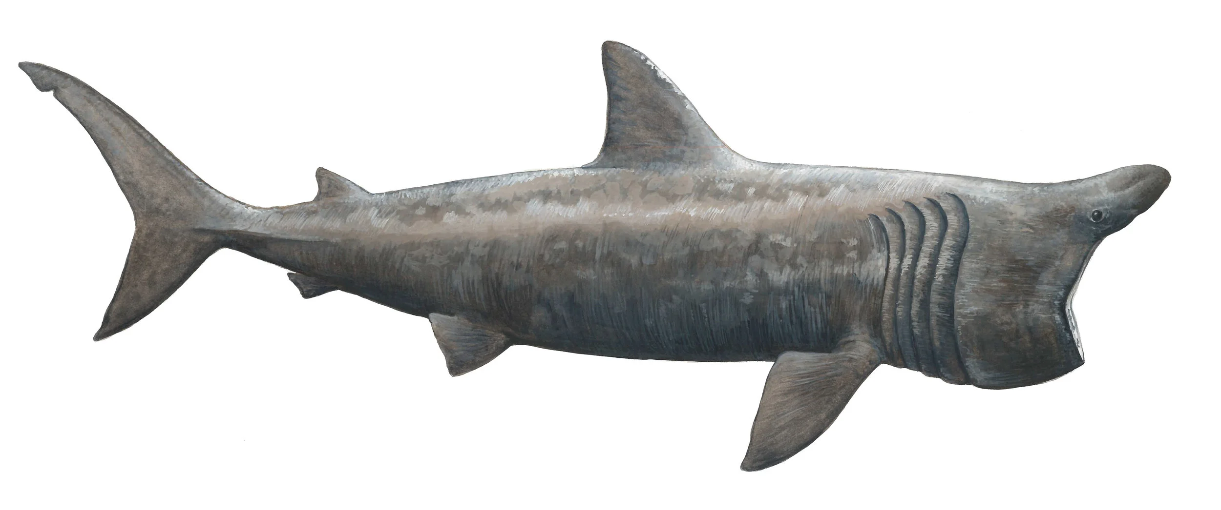 Messina_BaskingSharkWebRes.jpg
