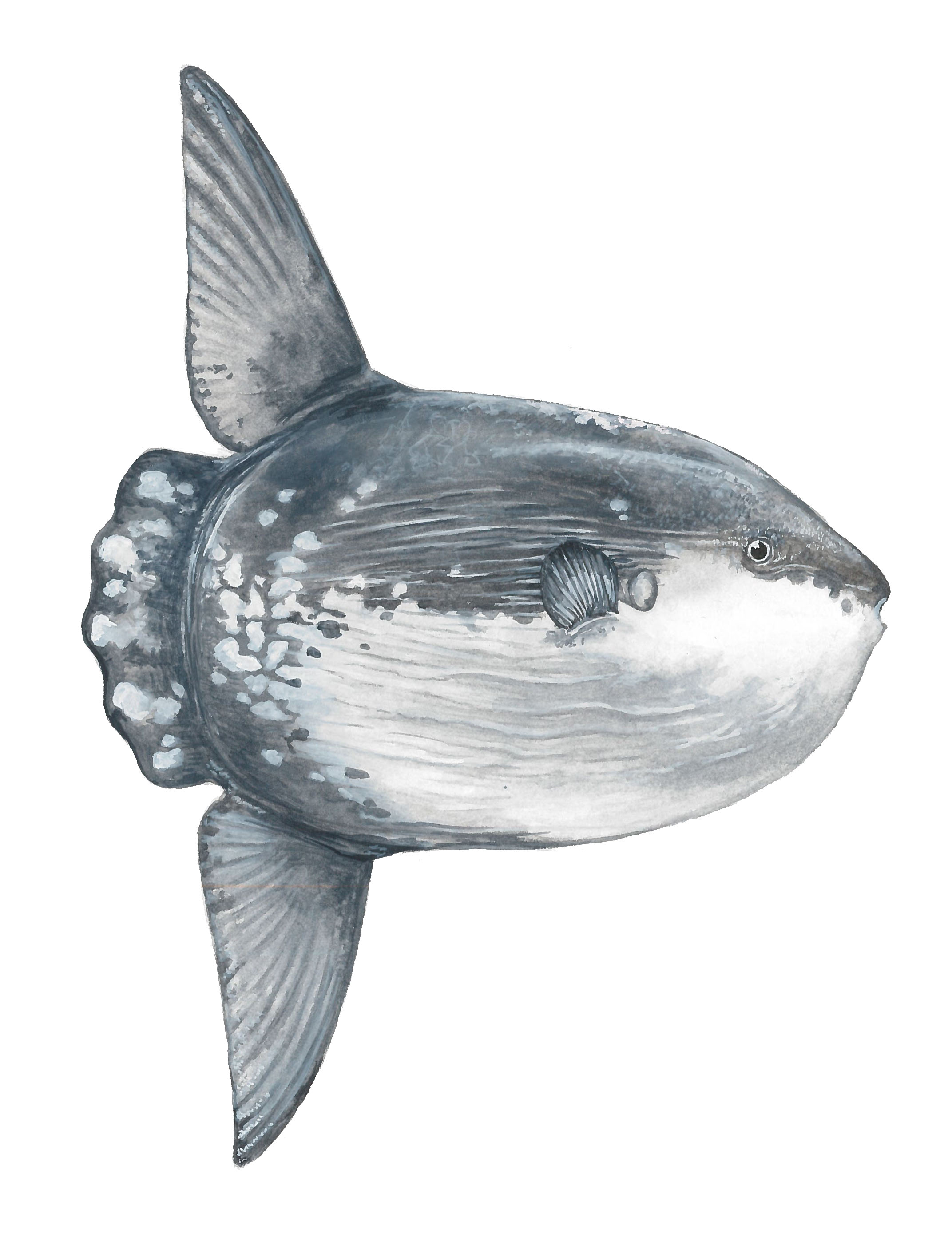 Messina_SunfishWebRes.jpg