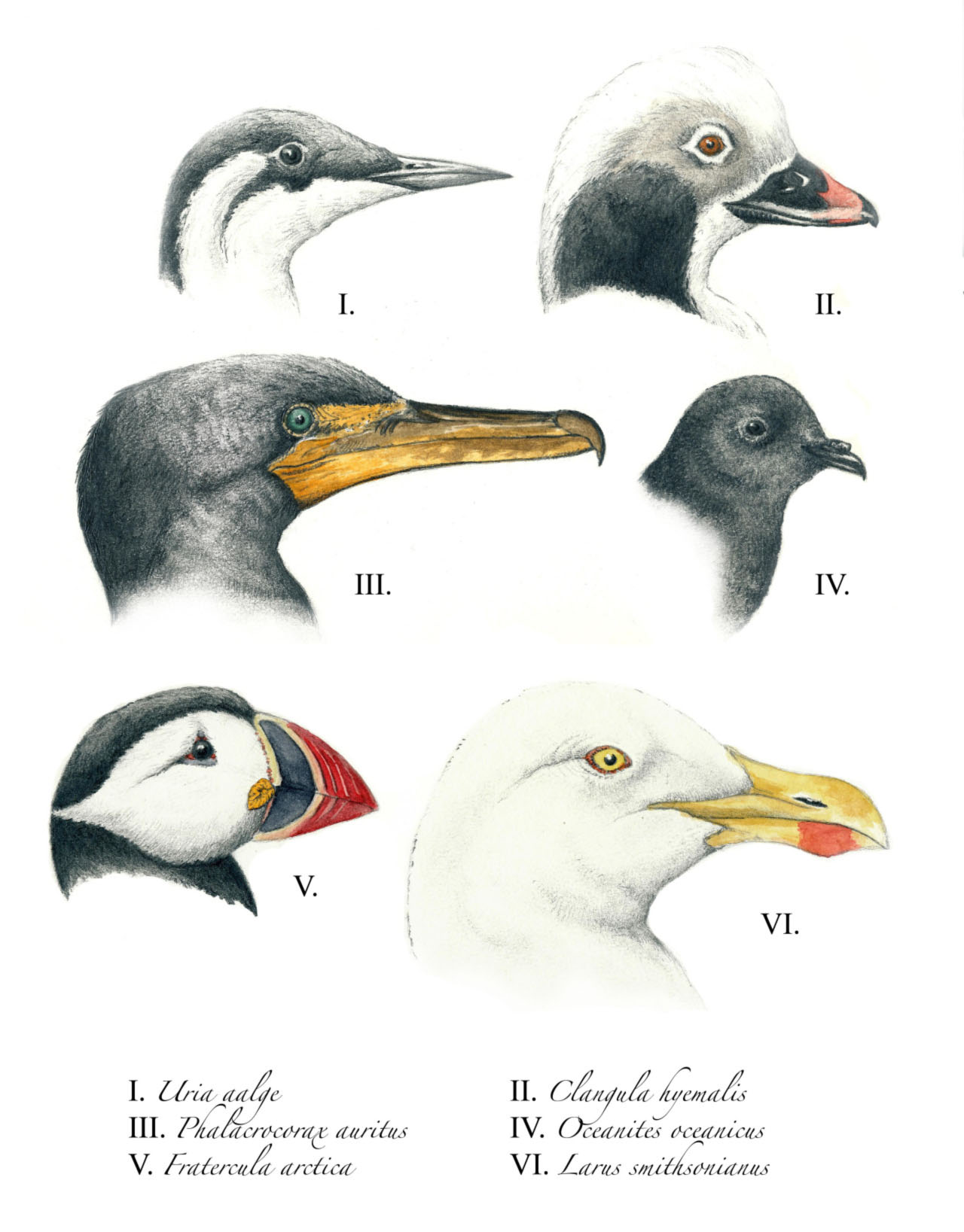 Messina_SeabirdBillDiversityWebRes.jpg