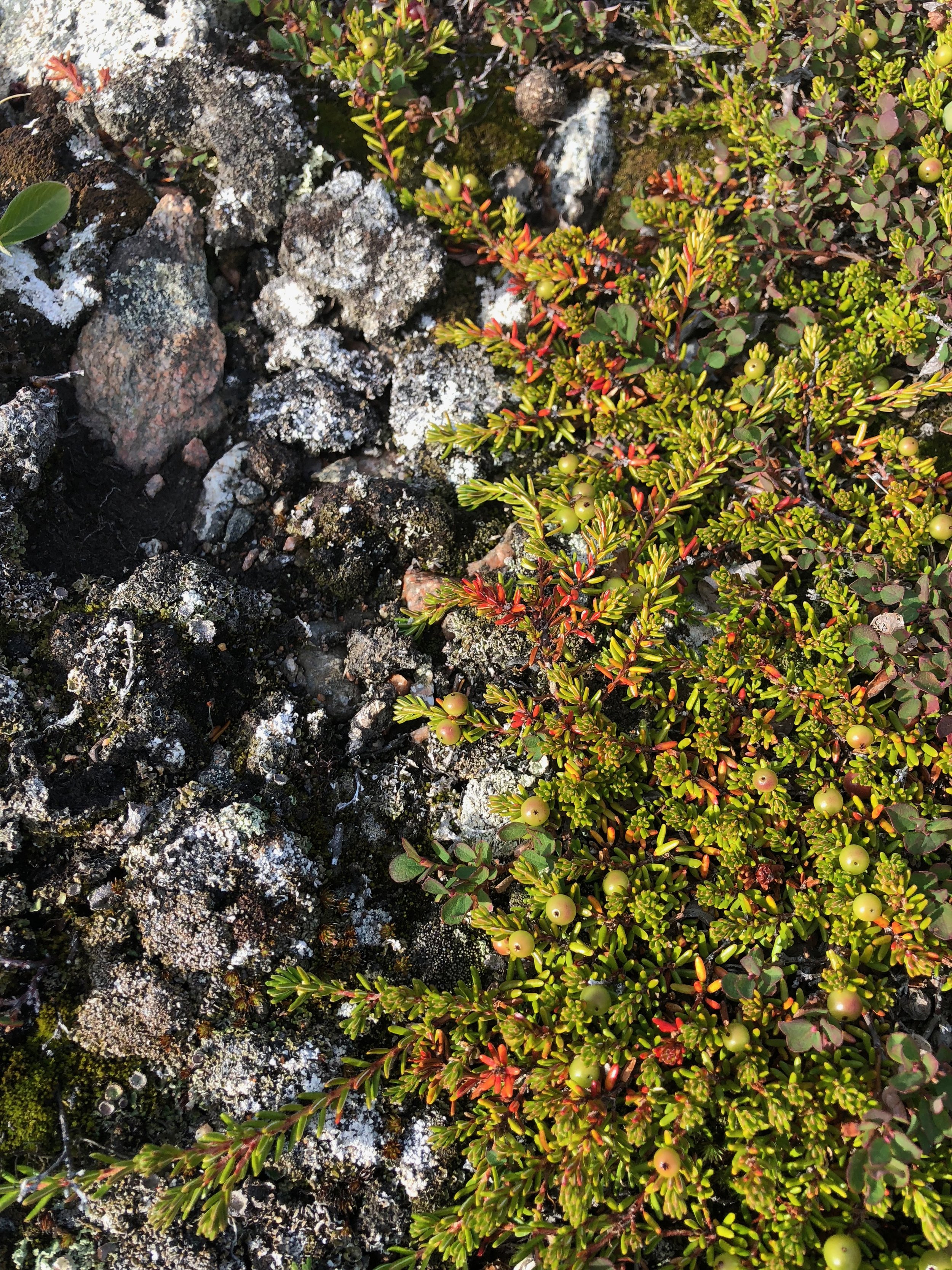 Crowberry, Lichen and Rocks