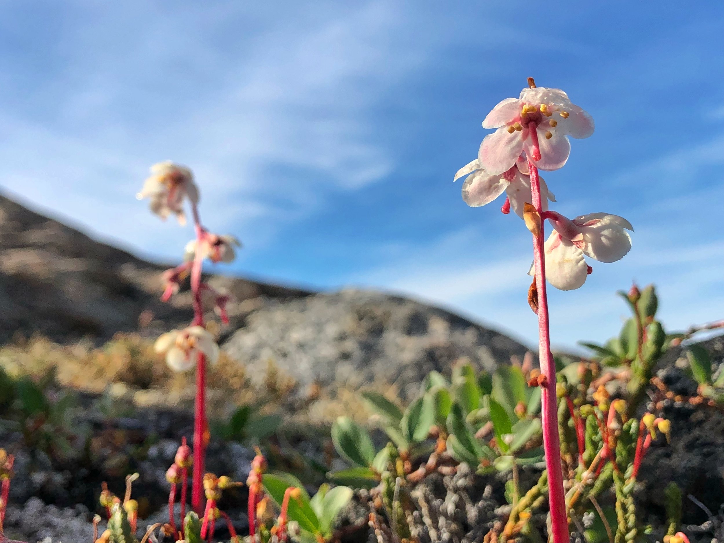 Wildflowers