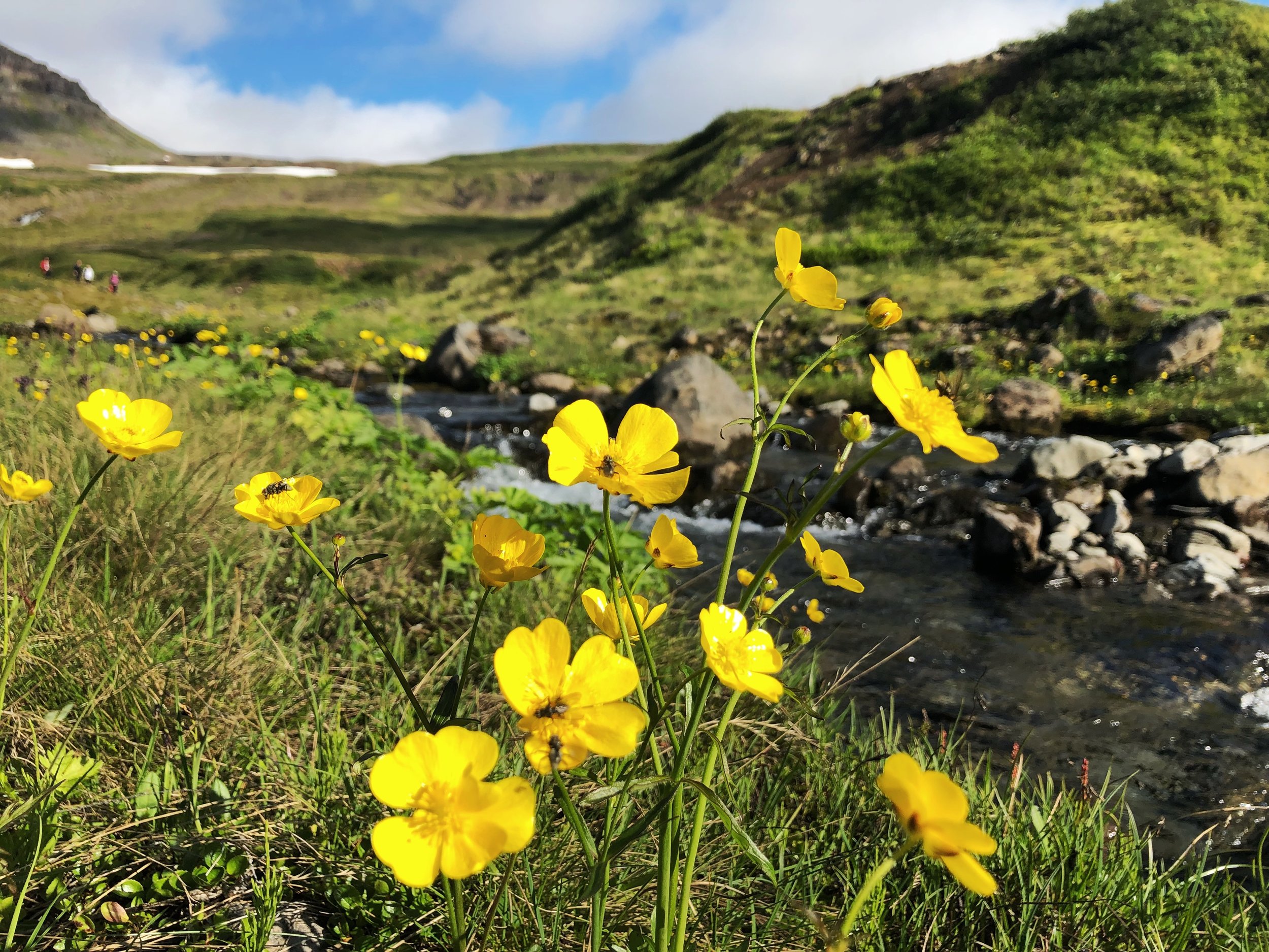 Buttercup Retreat — Hornstrandir, Iceland
