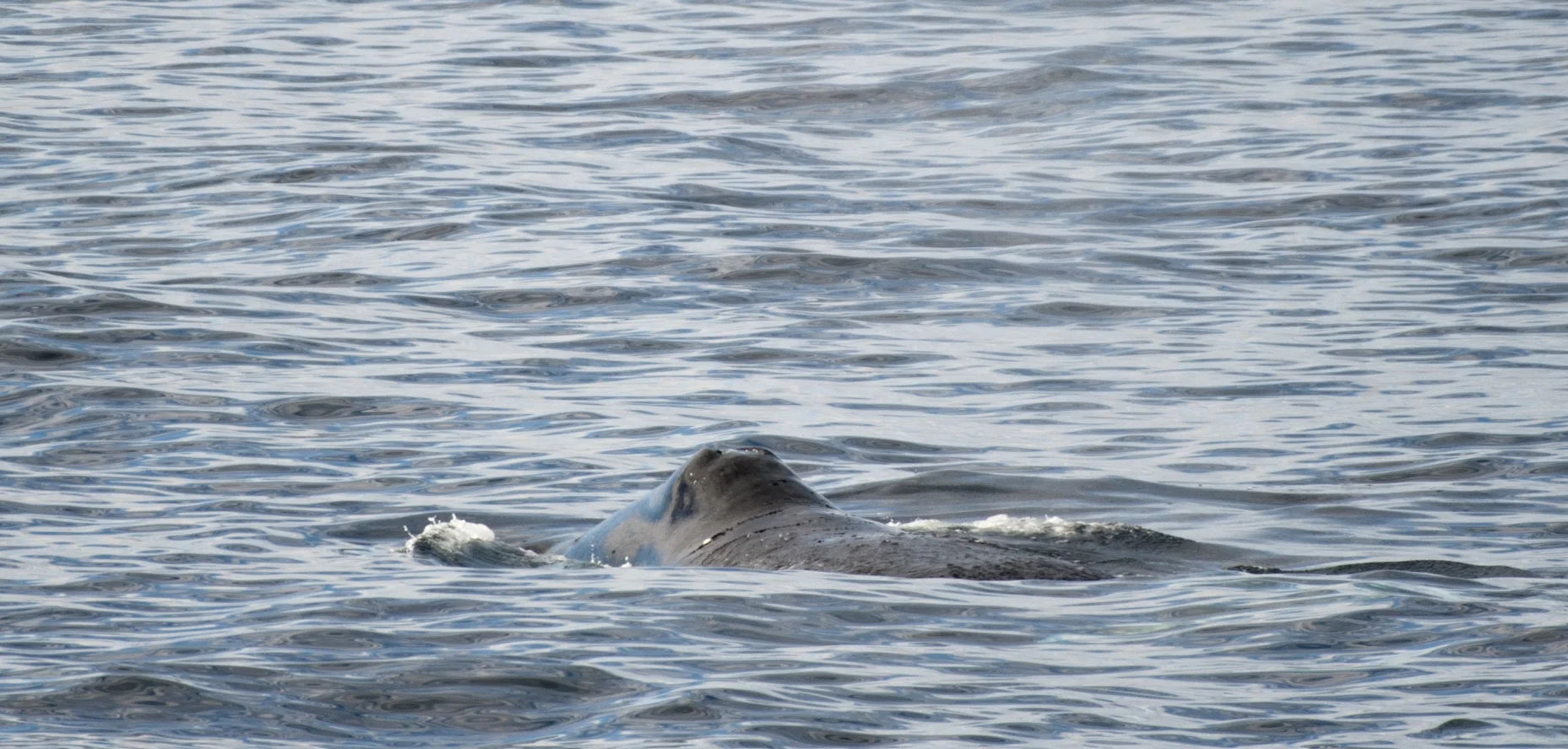 Bowhead at Surface.jpg