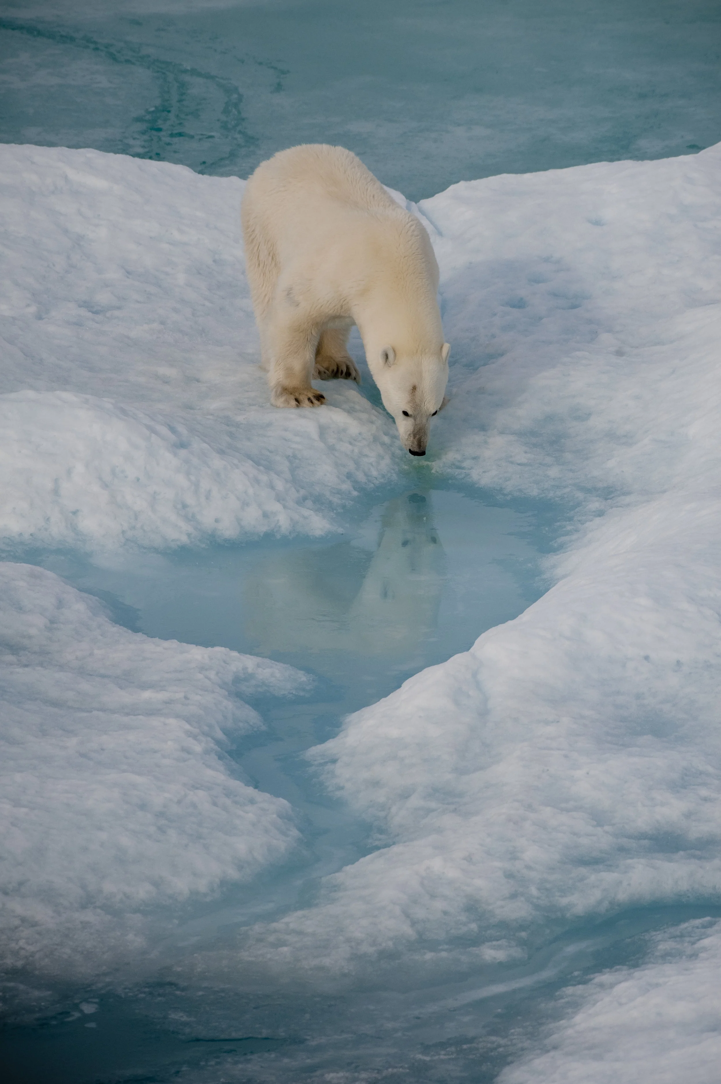 Polar Bear Croker Bay Reflection.jpg