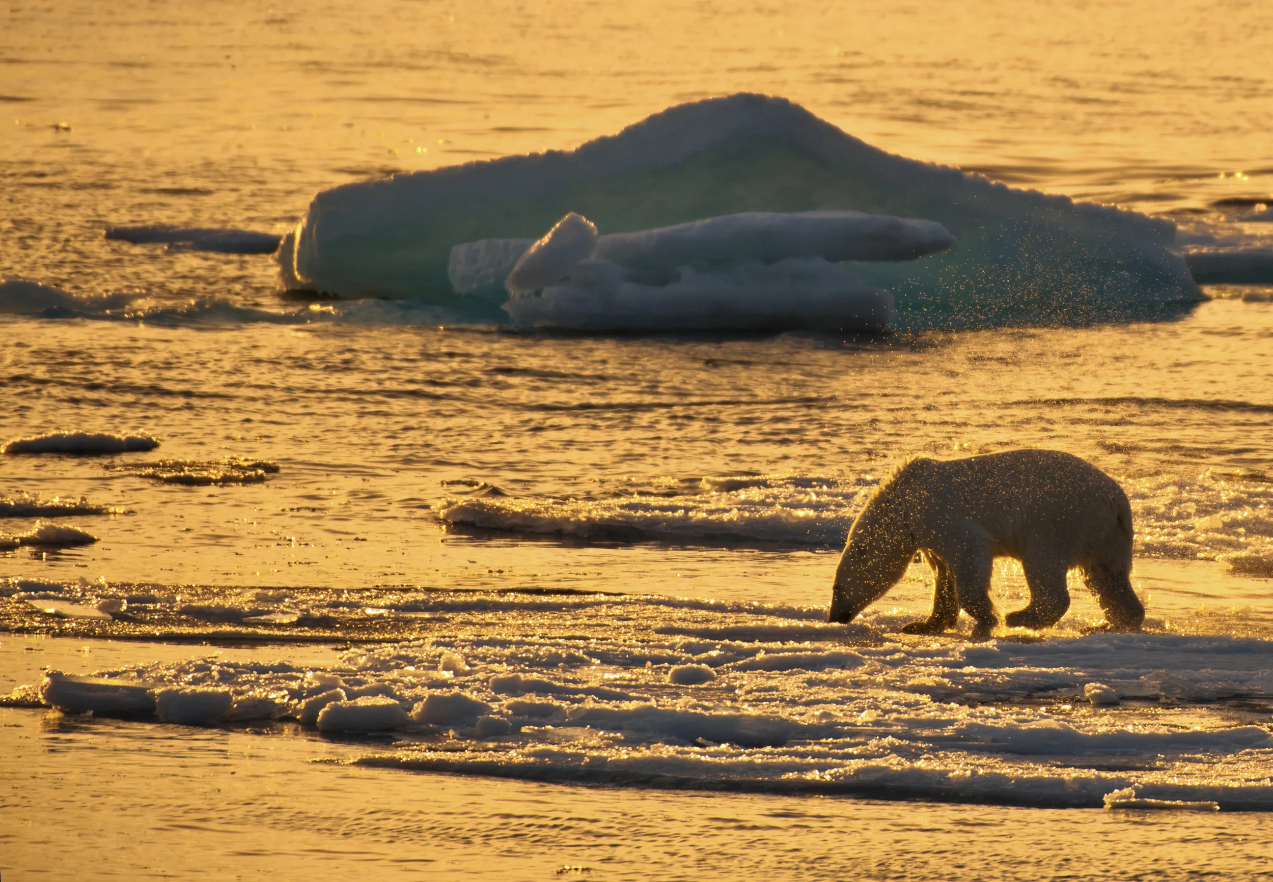 Polar Bear Sunset Test.jpg