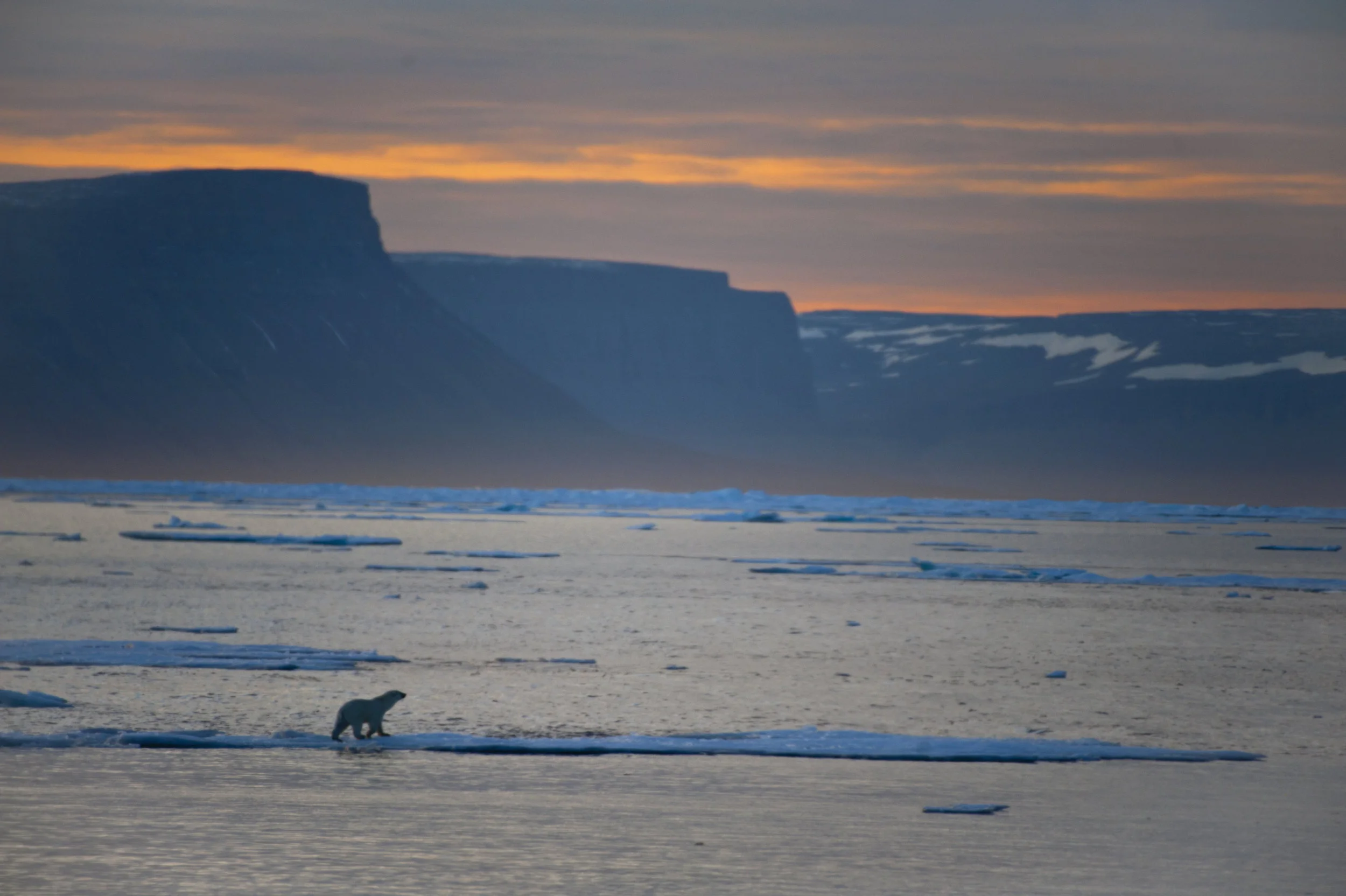 Polar Bear Landscape.jpg