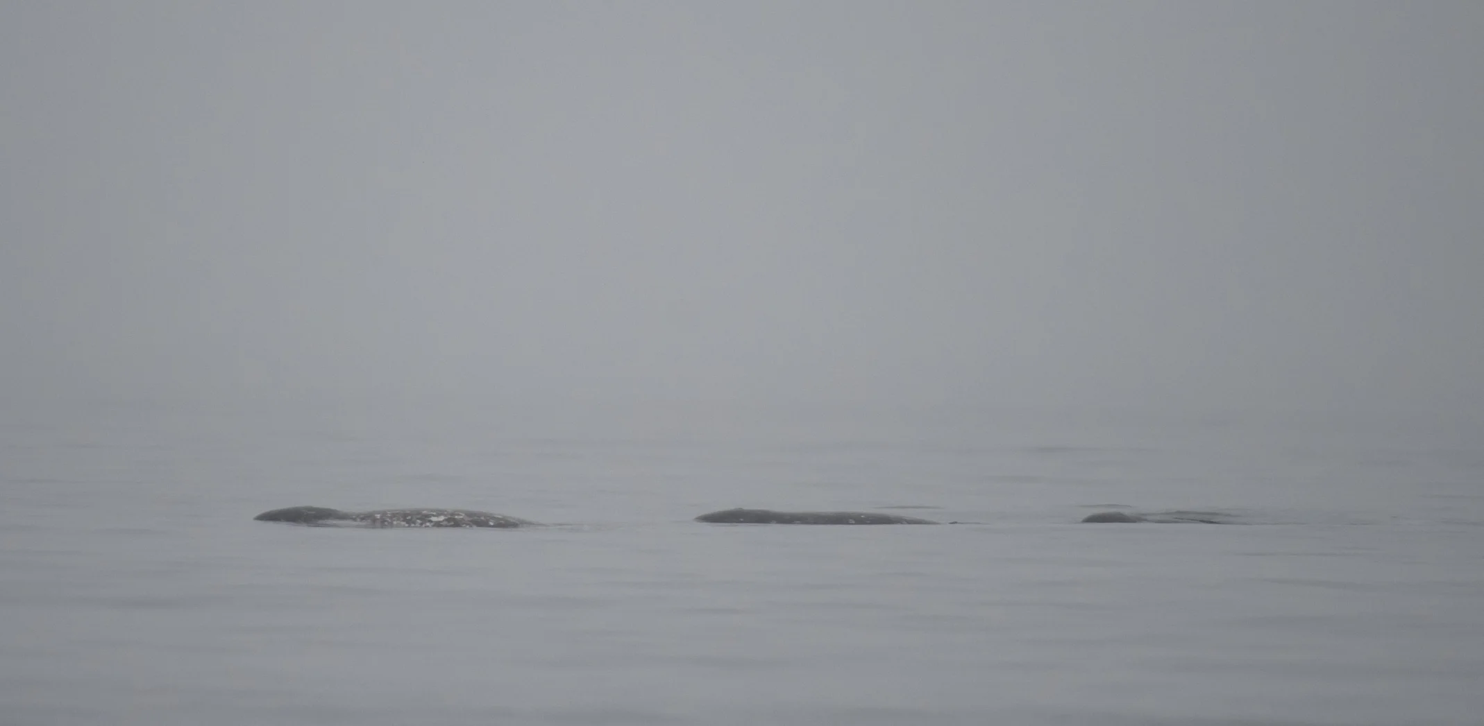 Three Narwhal from Zodiac.jpg