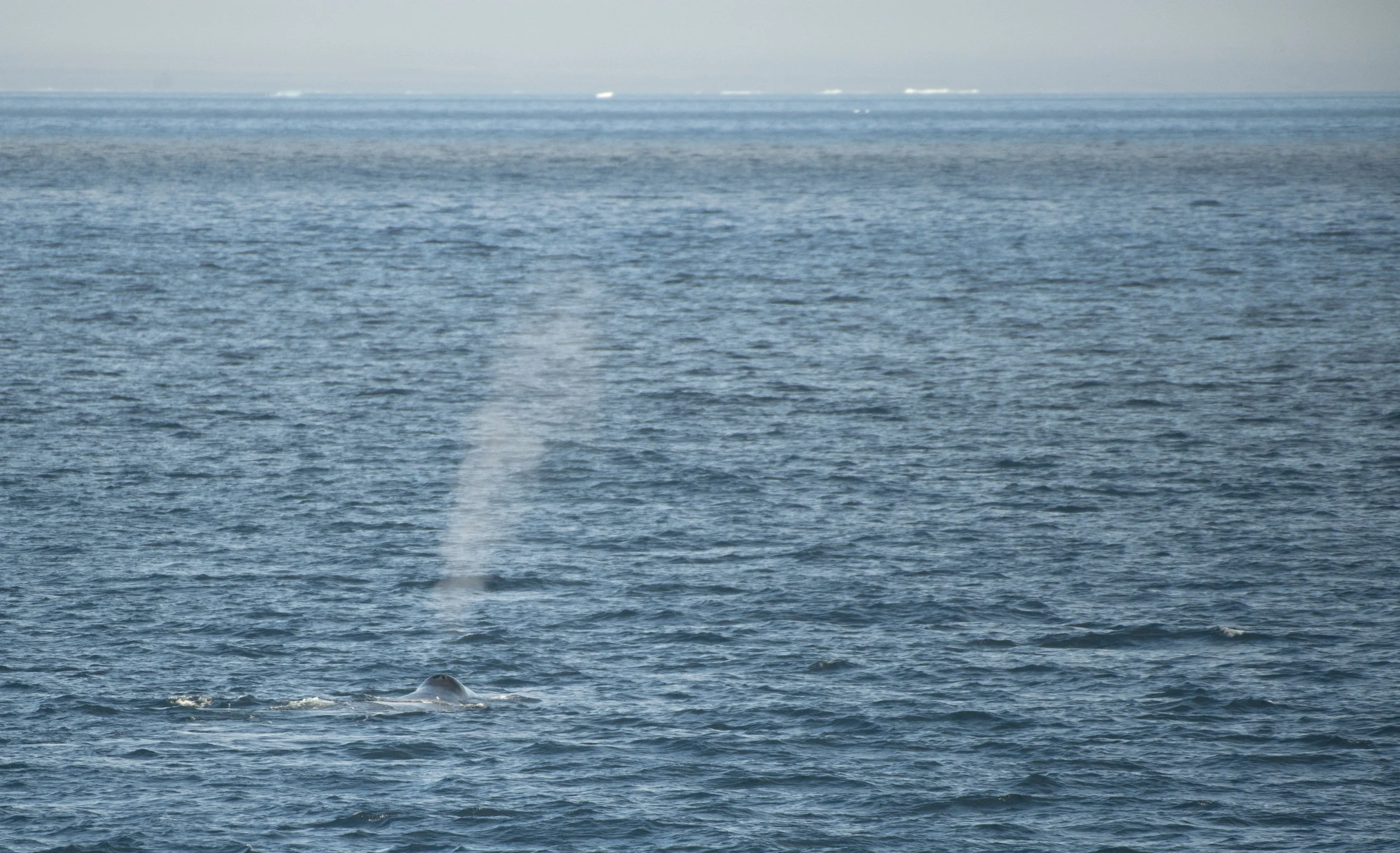 Bowhead Spouting.jpg