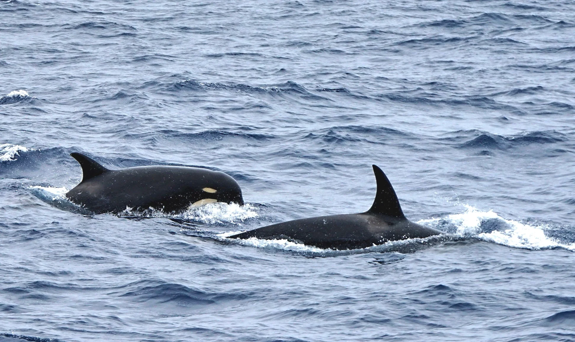 Two ‘Antarctic Type D’ killer whales. Photo © Russ Manning.