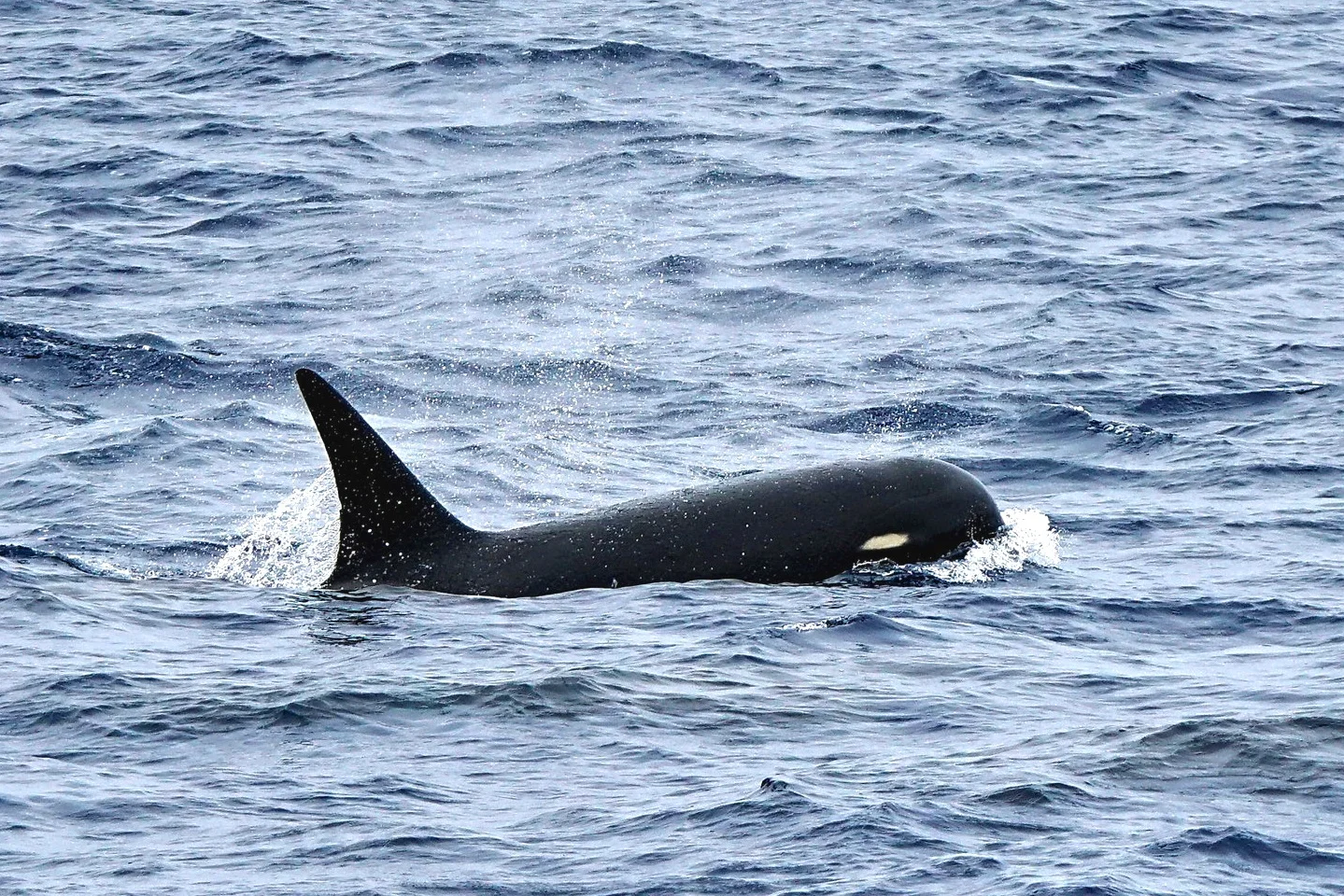 An adult male ‘Antarctic Type D’ Killer Whale. Photo © Russ Manning.