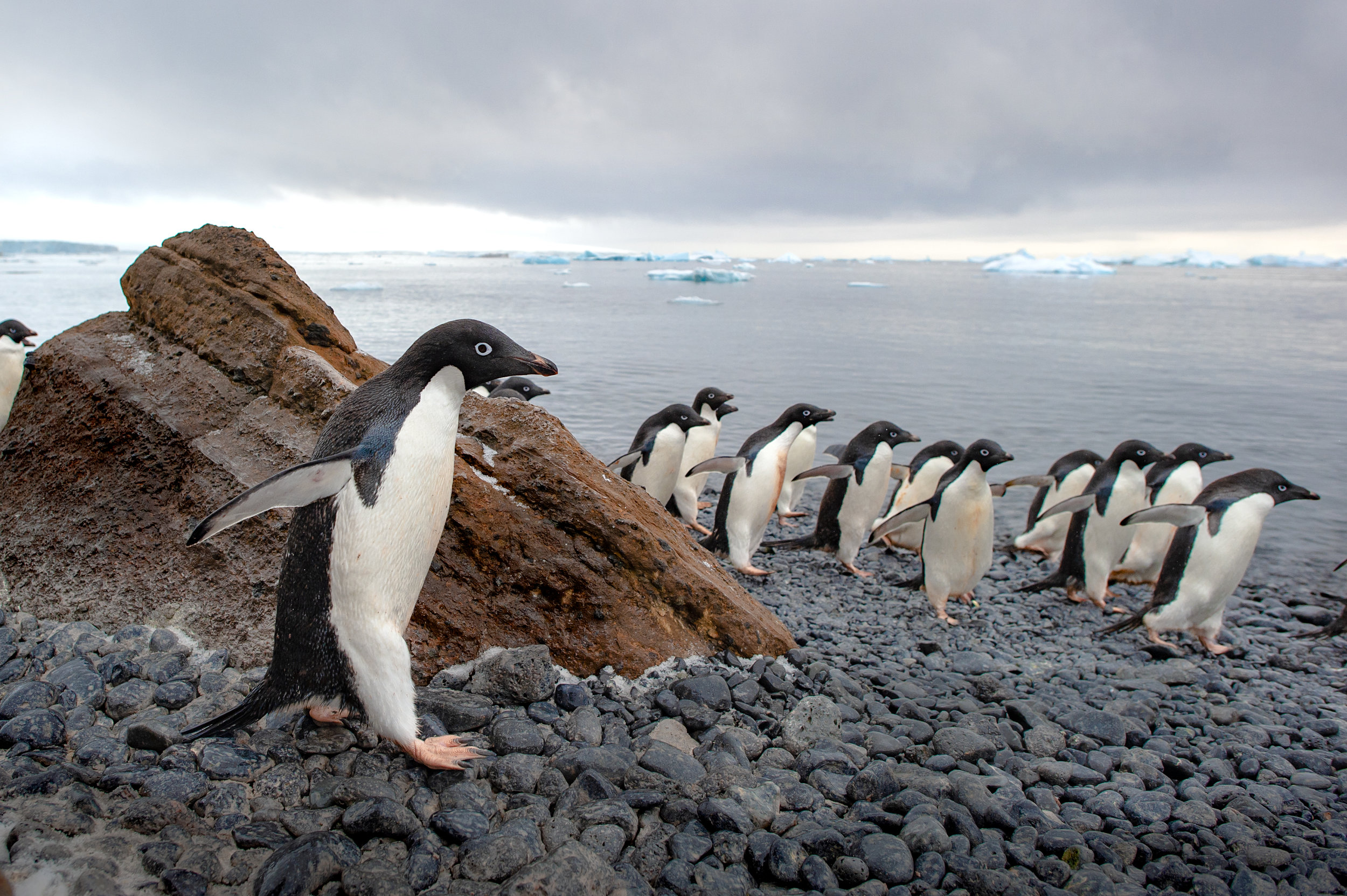 Adelie Penguins at Brown Bluff