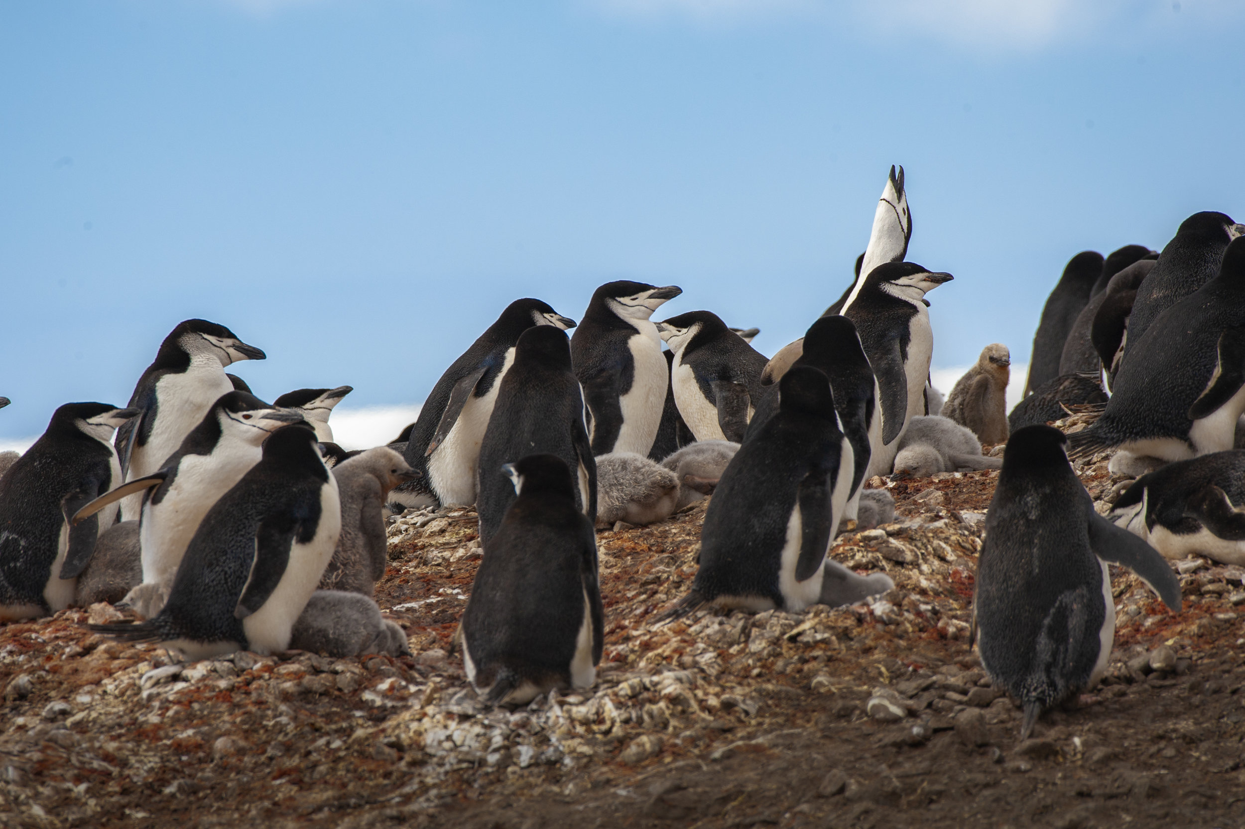 Chinstrap Penguins — Ecstatic Display