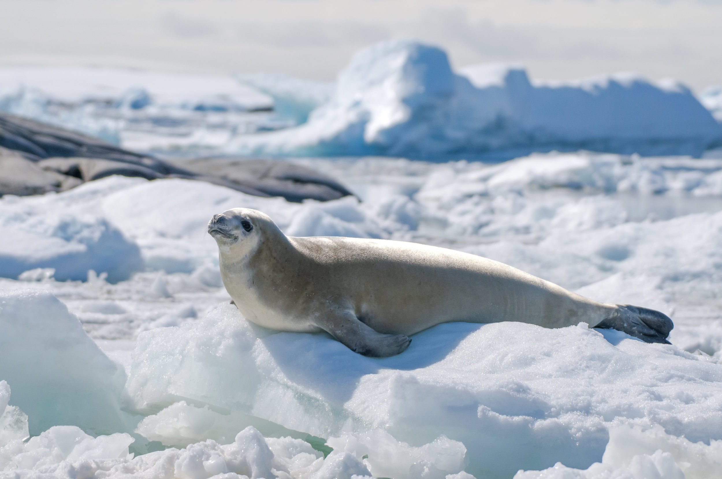 Crabeater Seal on Ice