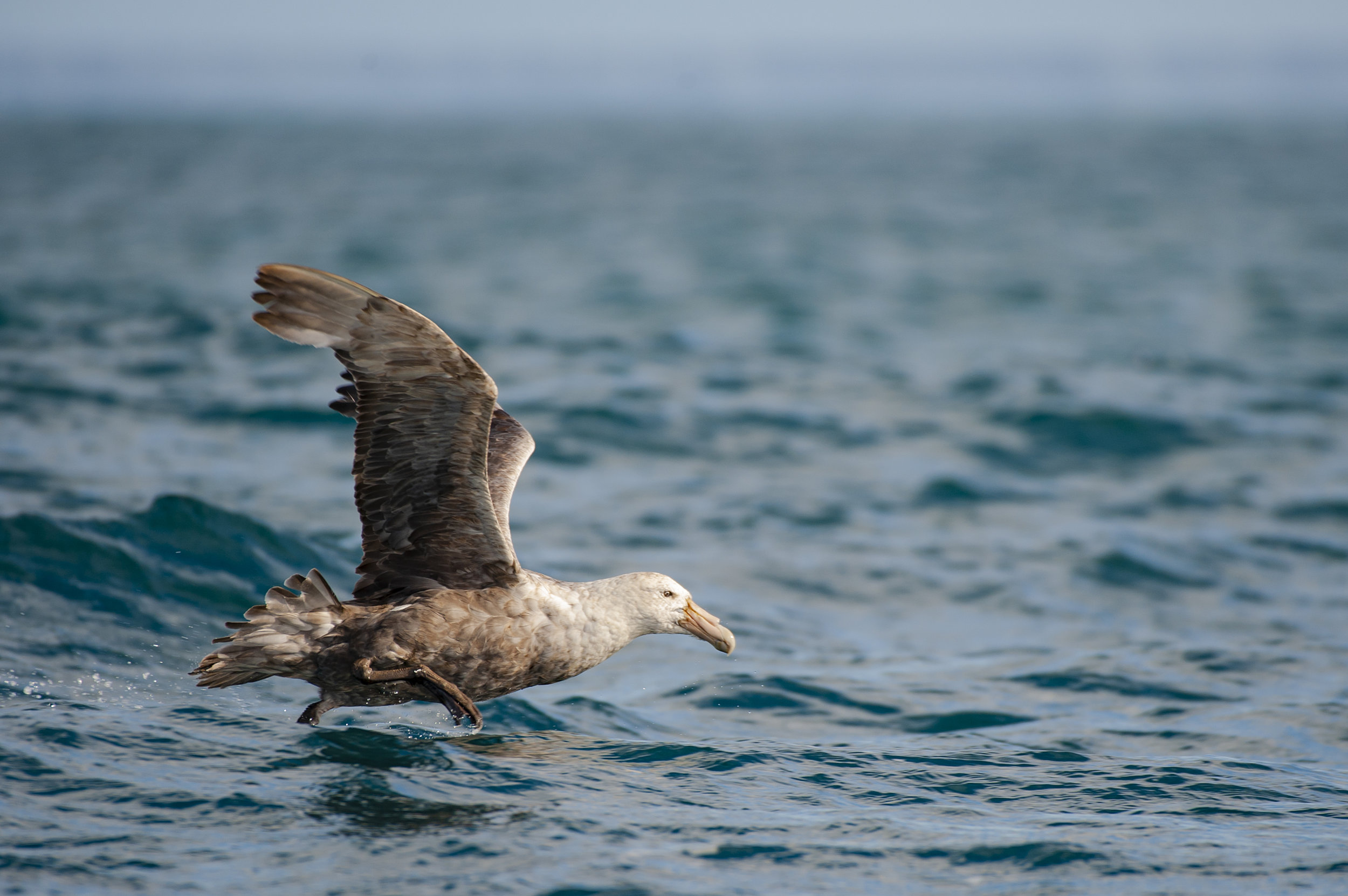 Southern Giant Petrel