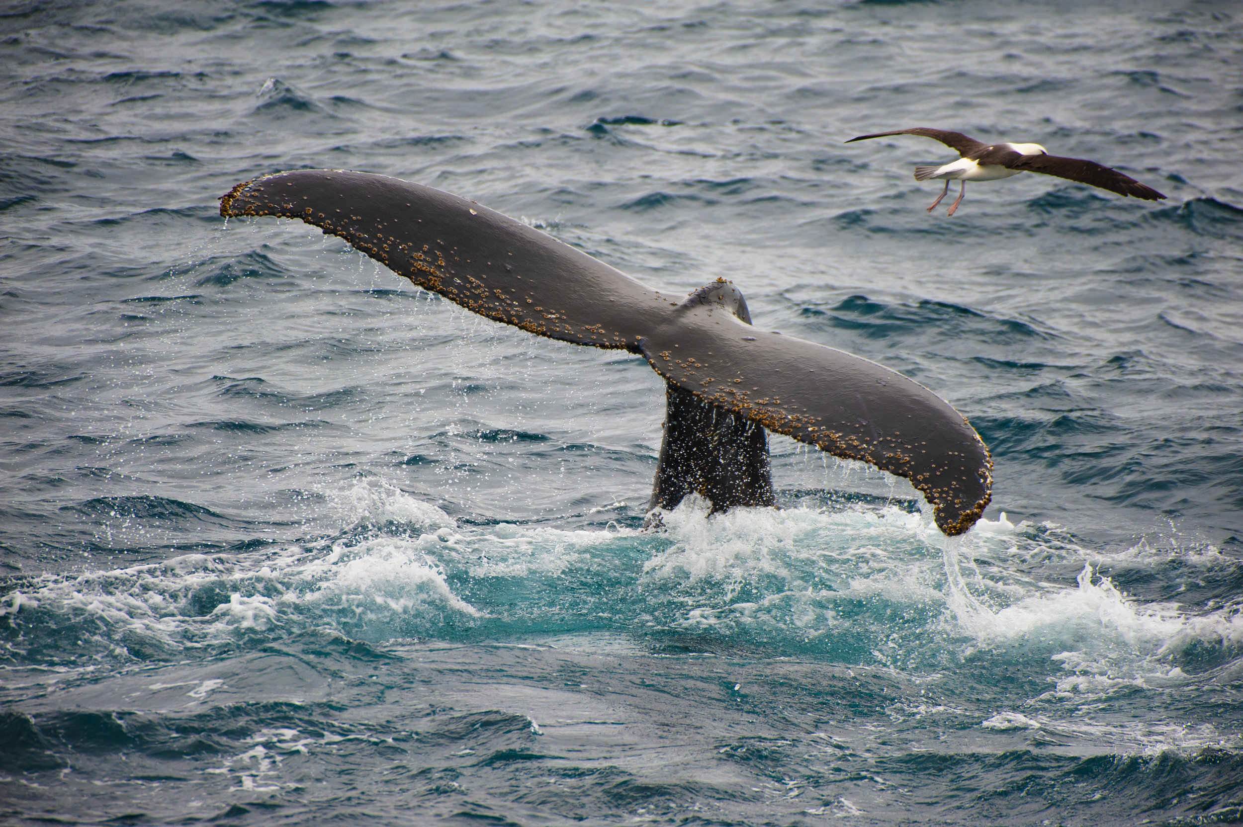 Whale Tail is a Habitat