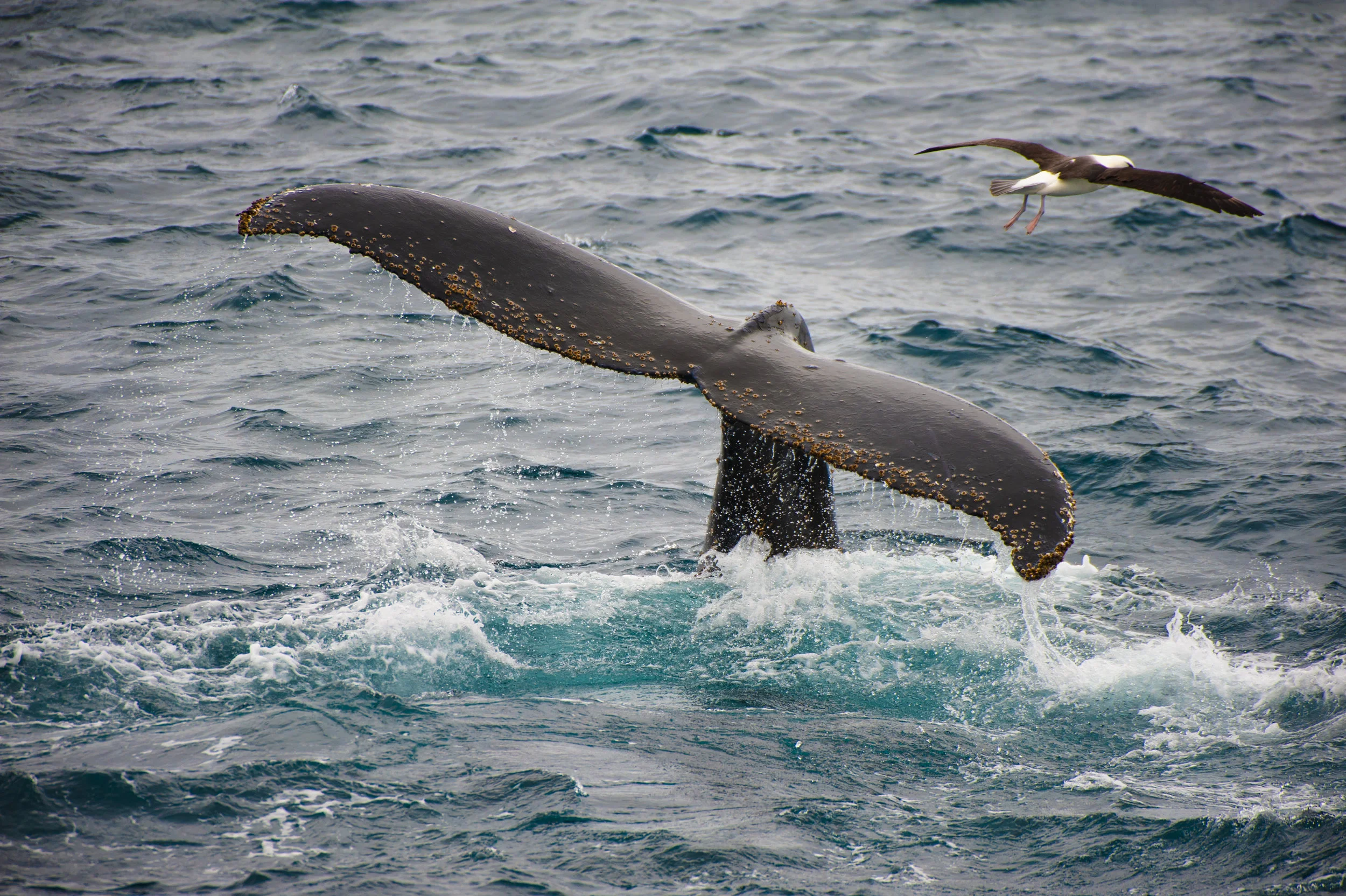 Whale Tail is a Habitat