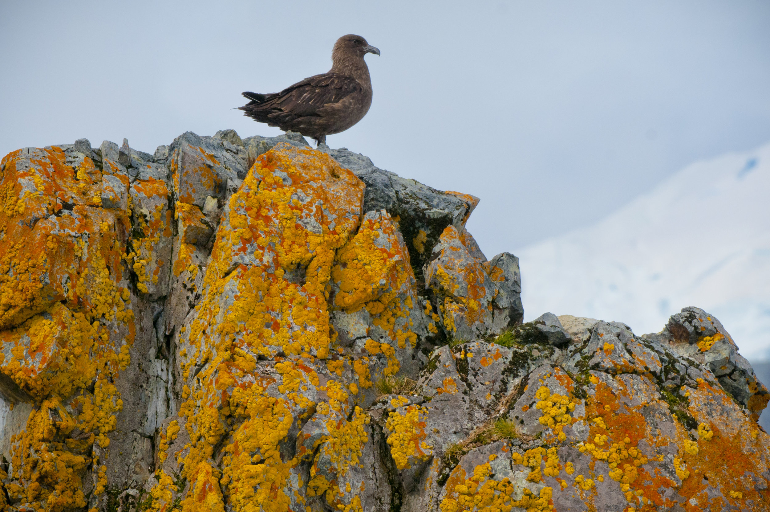 Skua & Lichens