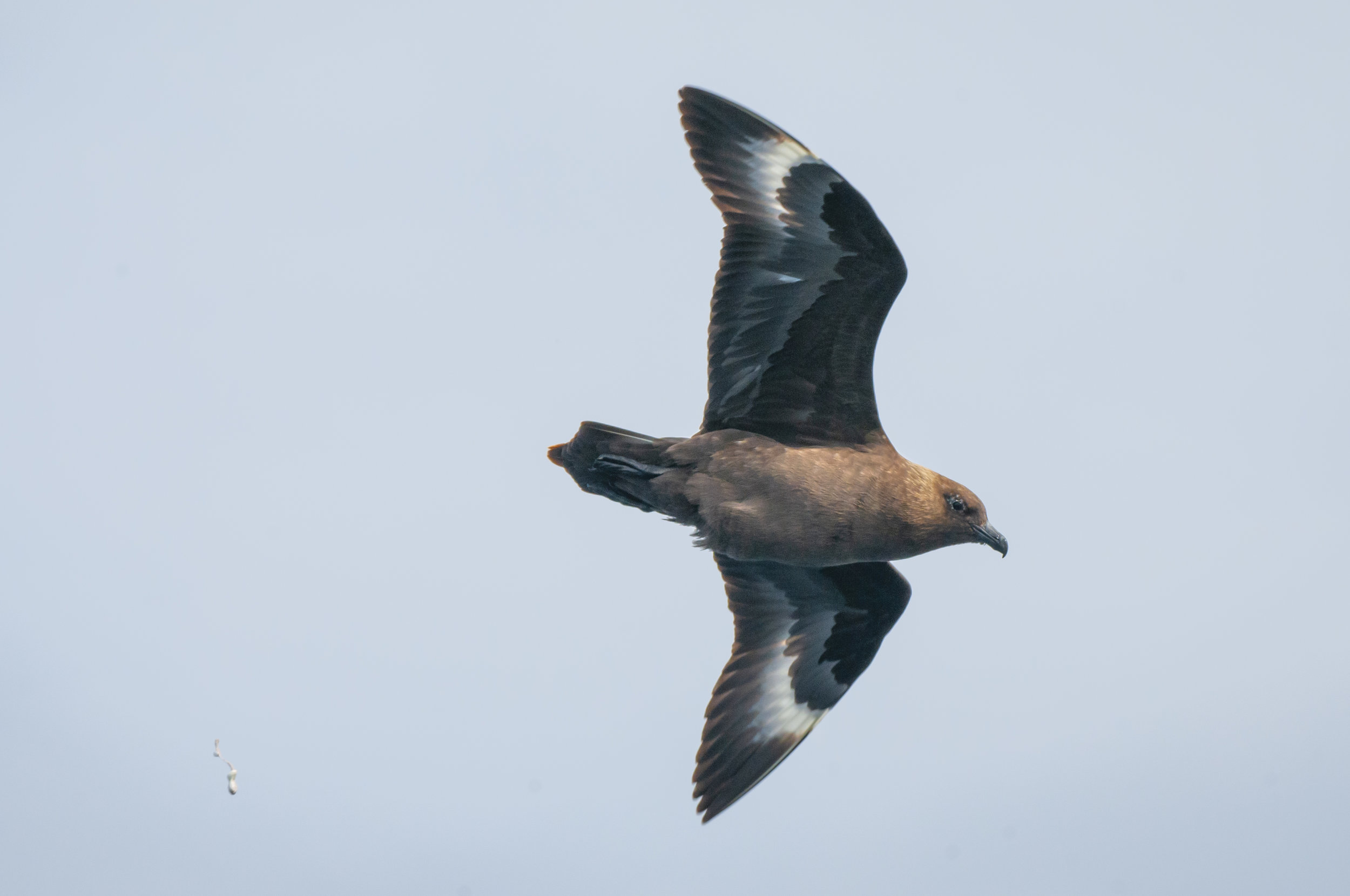 Diving Skua
