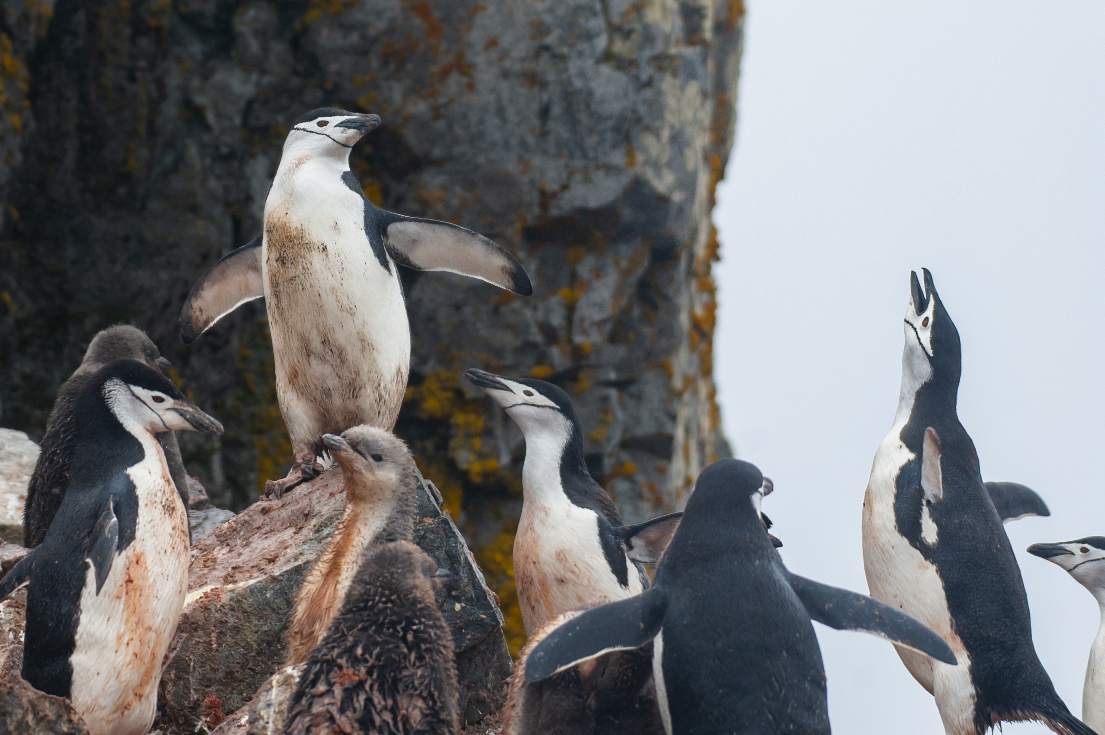 The King of Half-Moon — Chinstrap Penguins