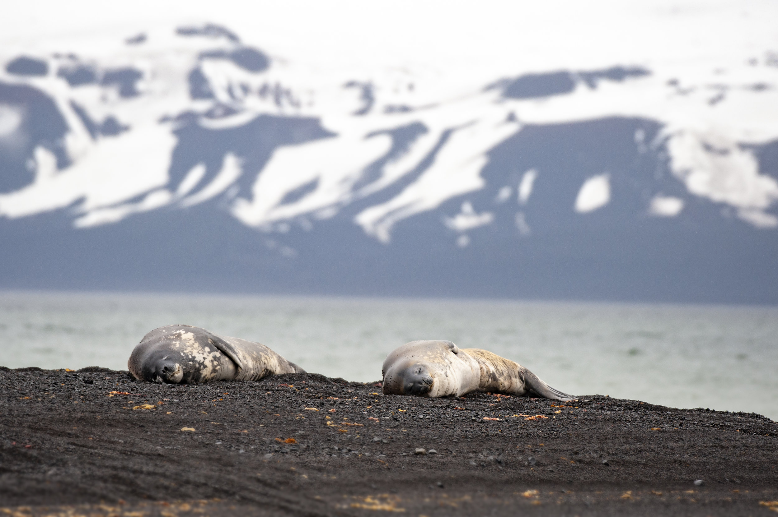 Deception Island — Weddell Seals