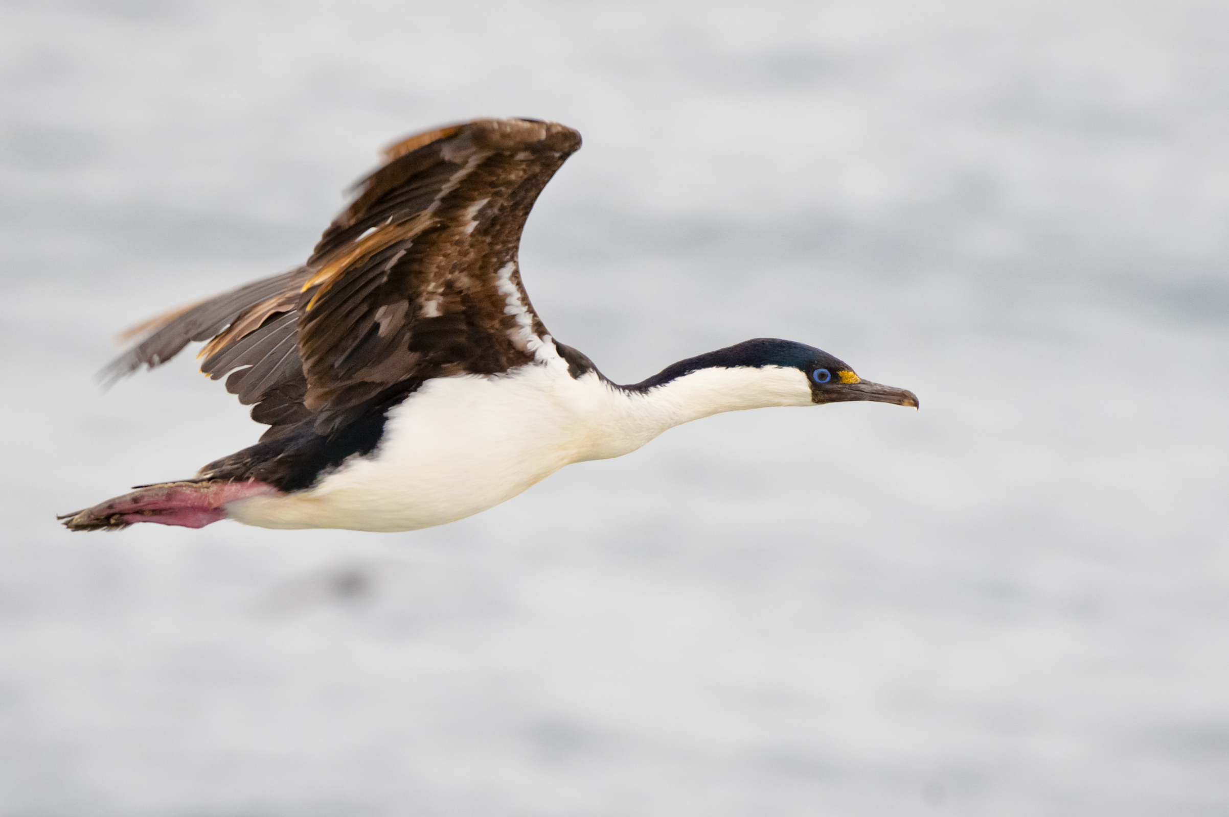 Blue-Eyed Shag