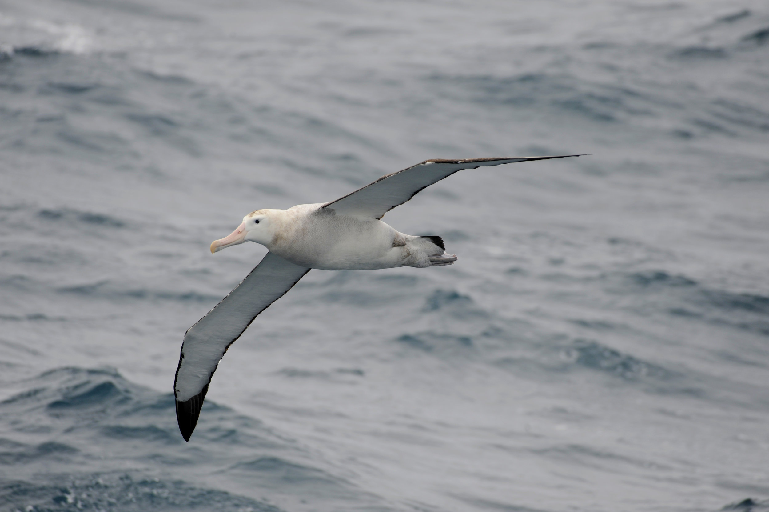 Wandering Albatross