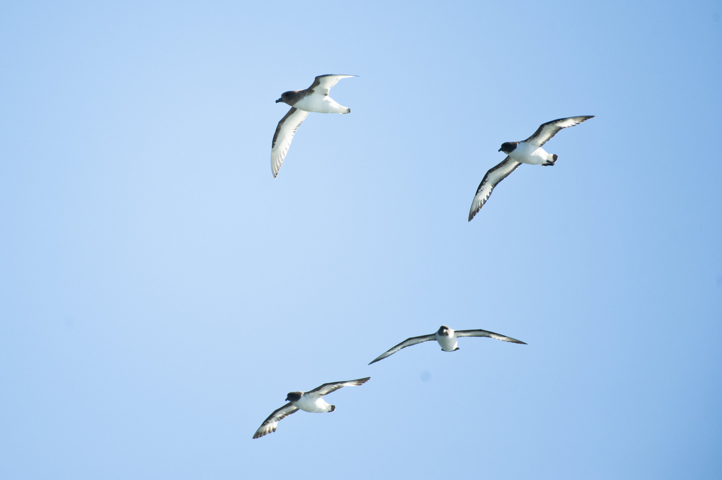 In the Slipstream — Petrels