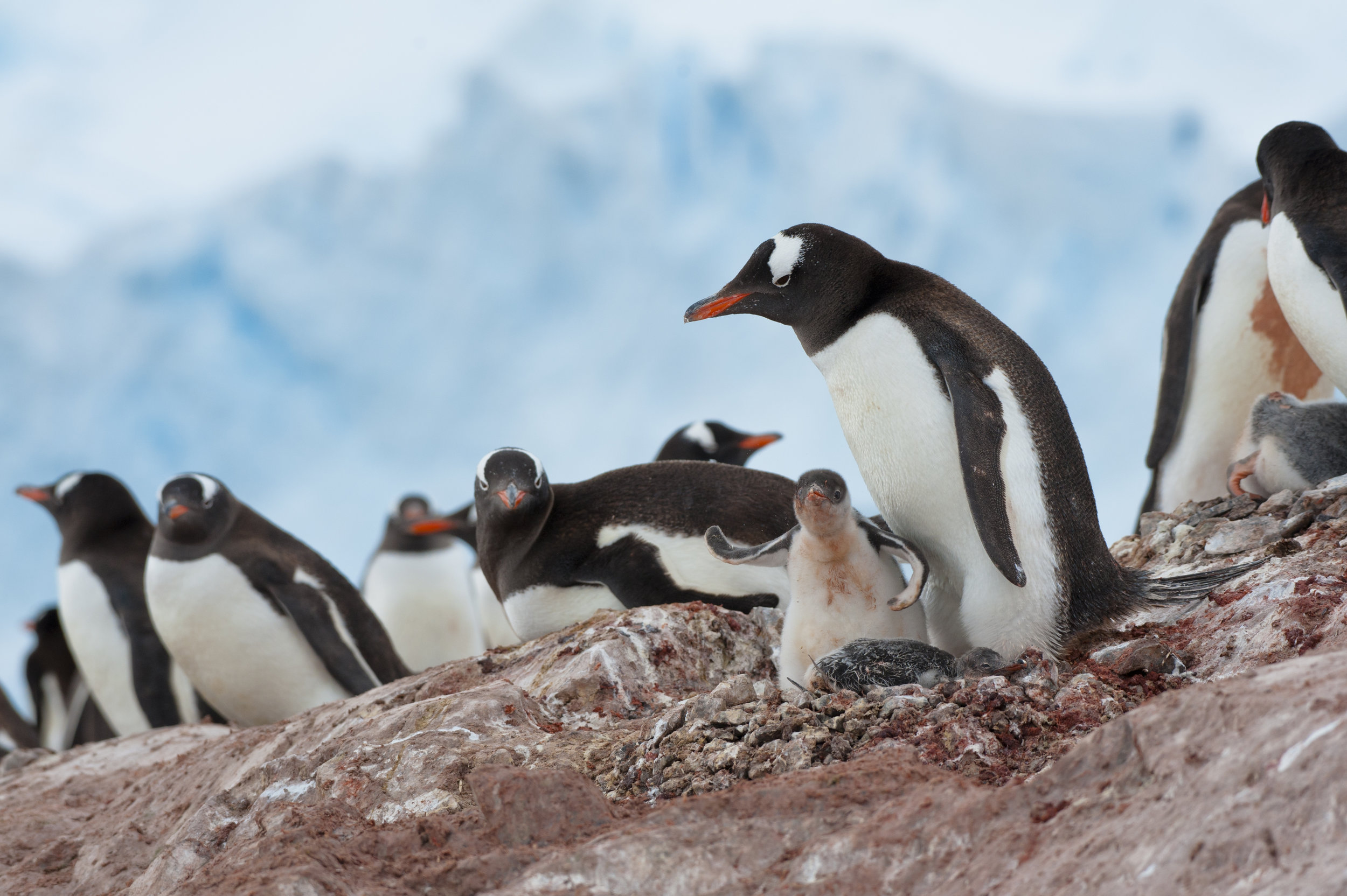 Floppy Gentoo Chick
