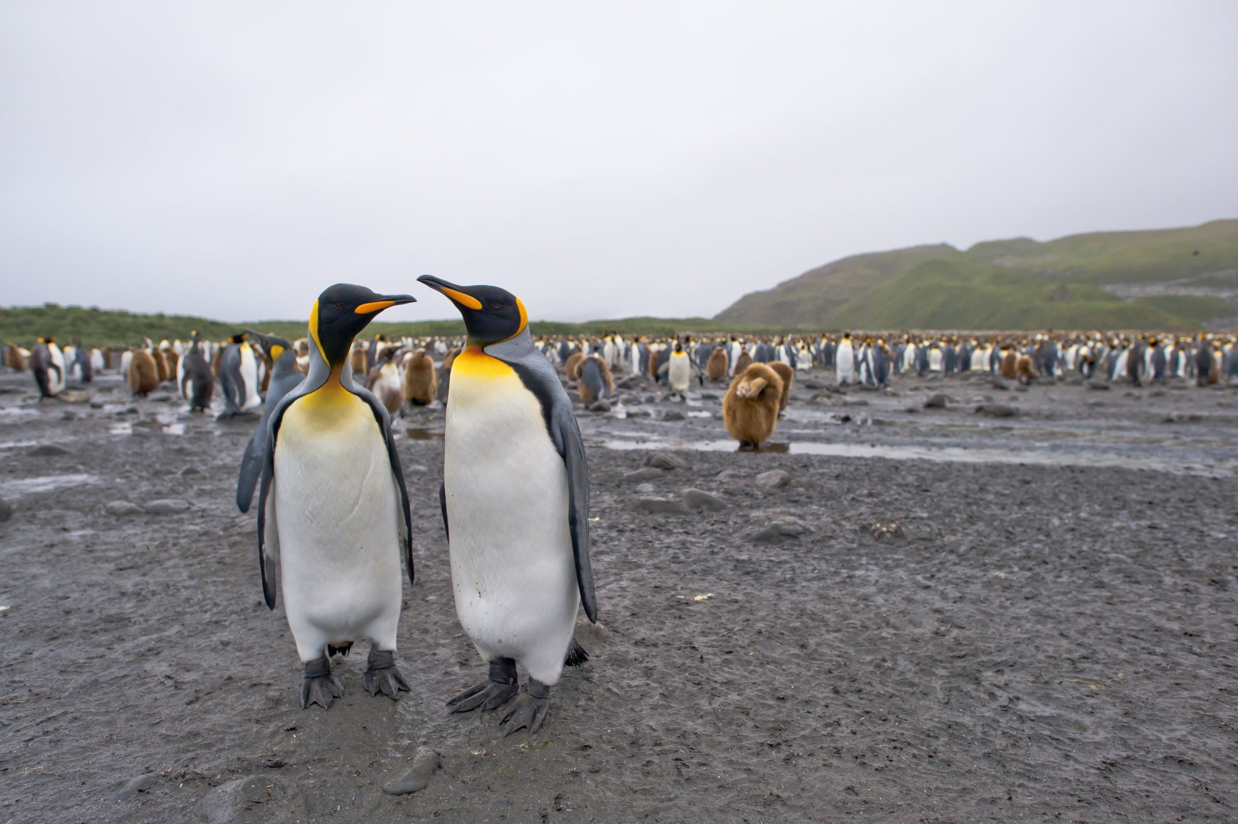 King Penguin Pair