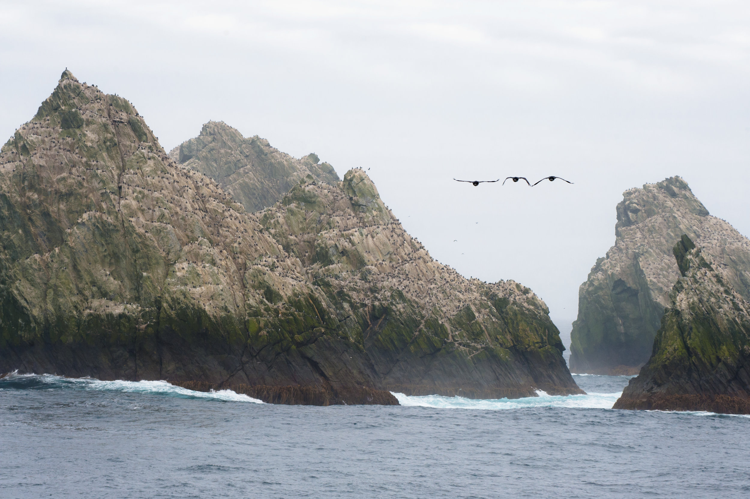 Returning Home — Shag Rocks