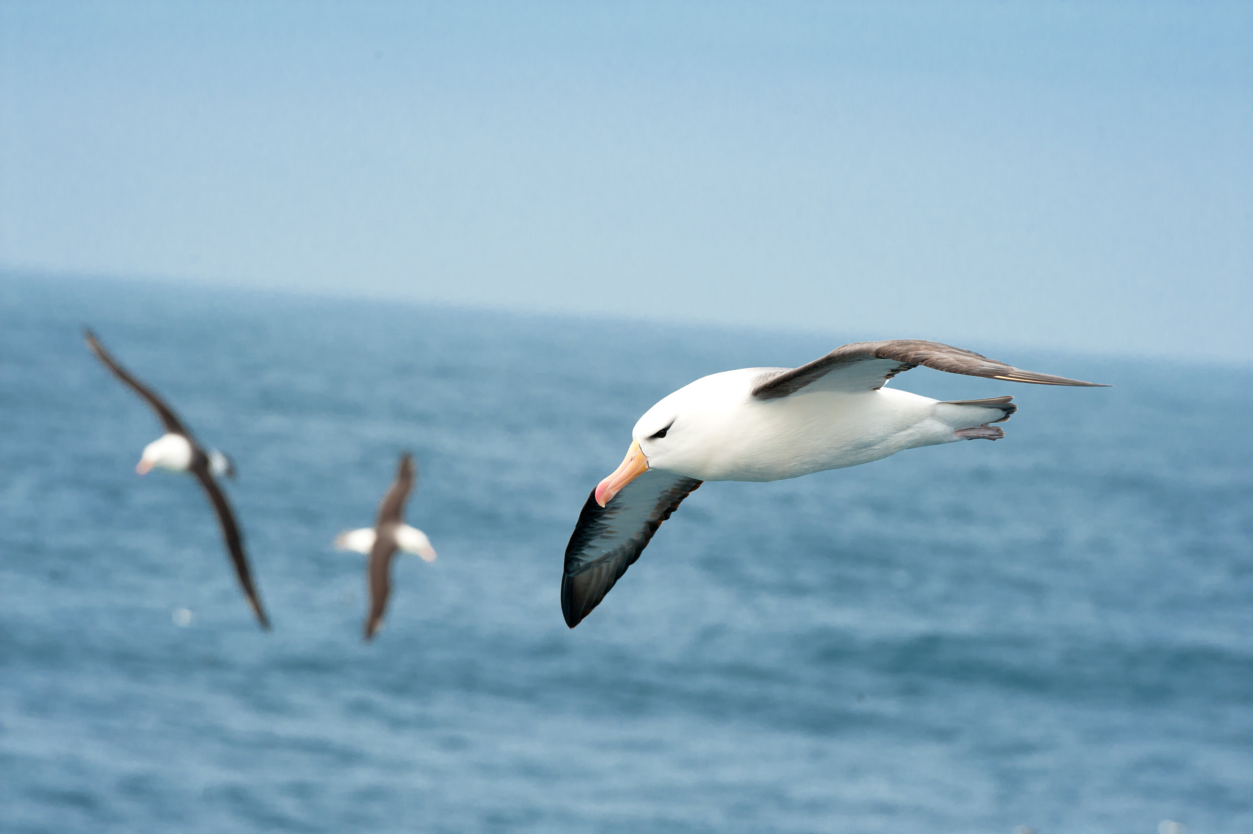 Black-Browed Albatross