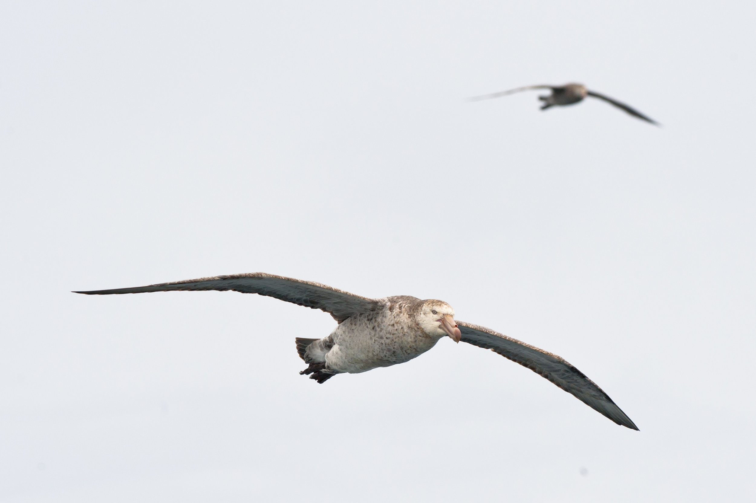 Southern Giant Petrels